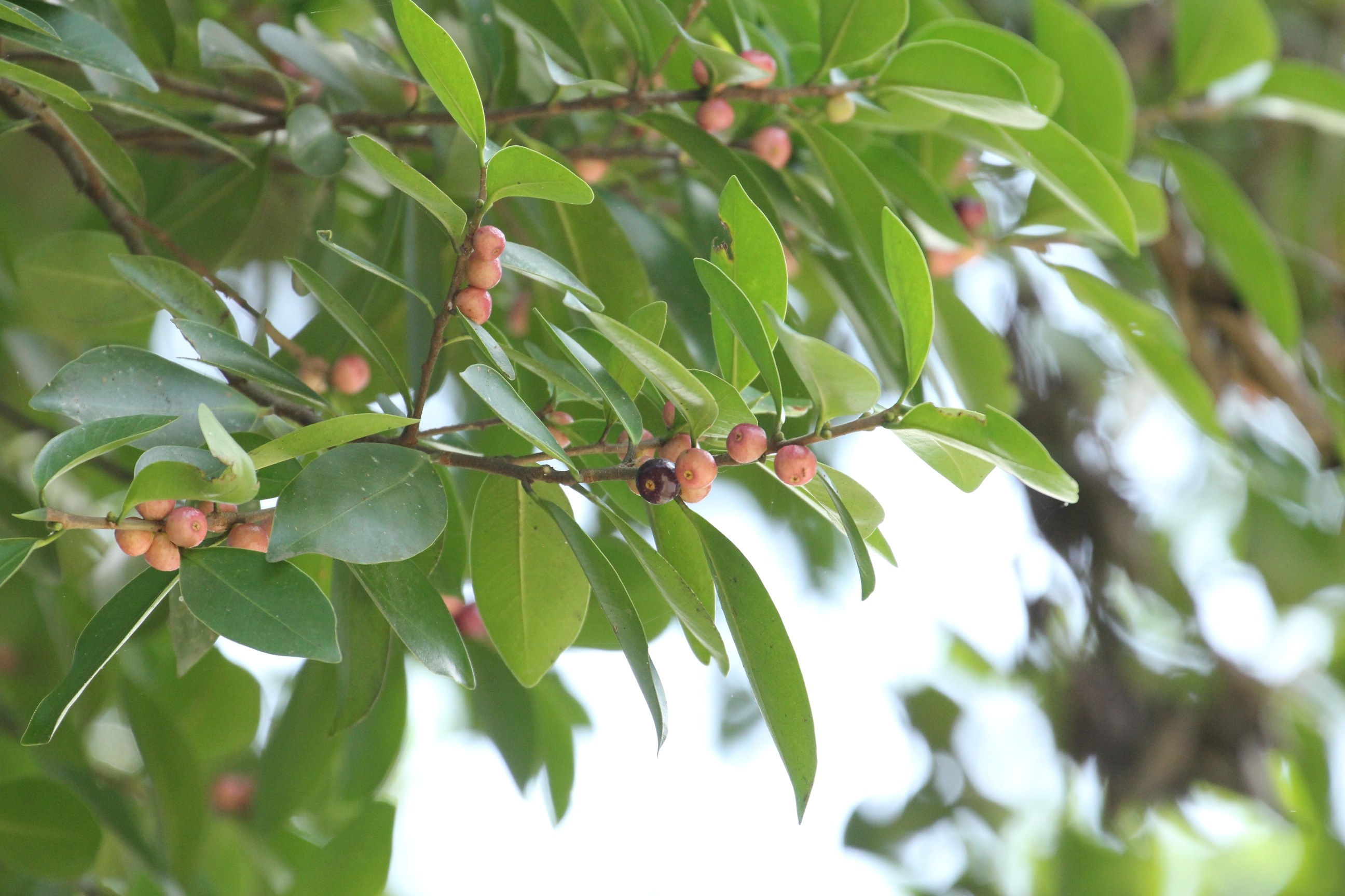 Ficus microcarpa_Ang Wee Foong