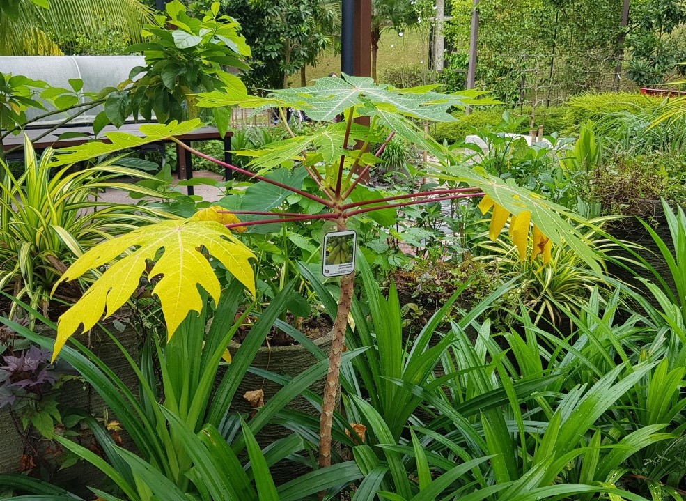 golden papaya