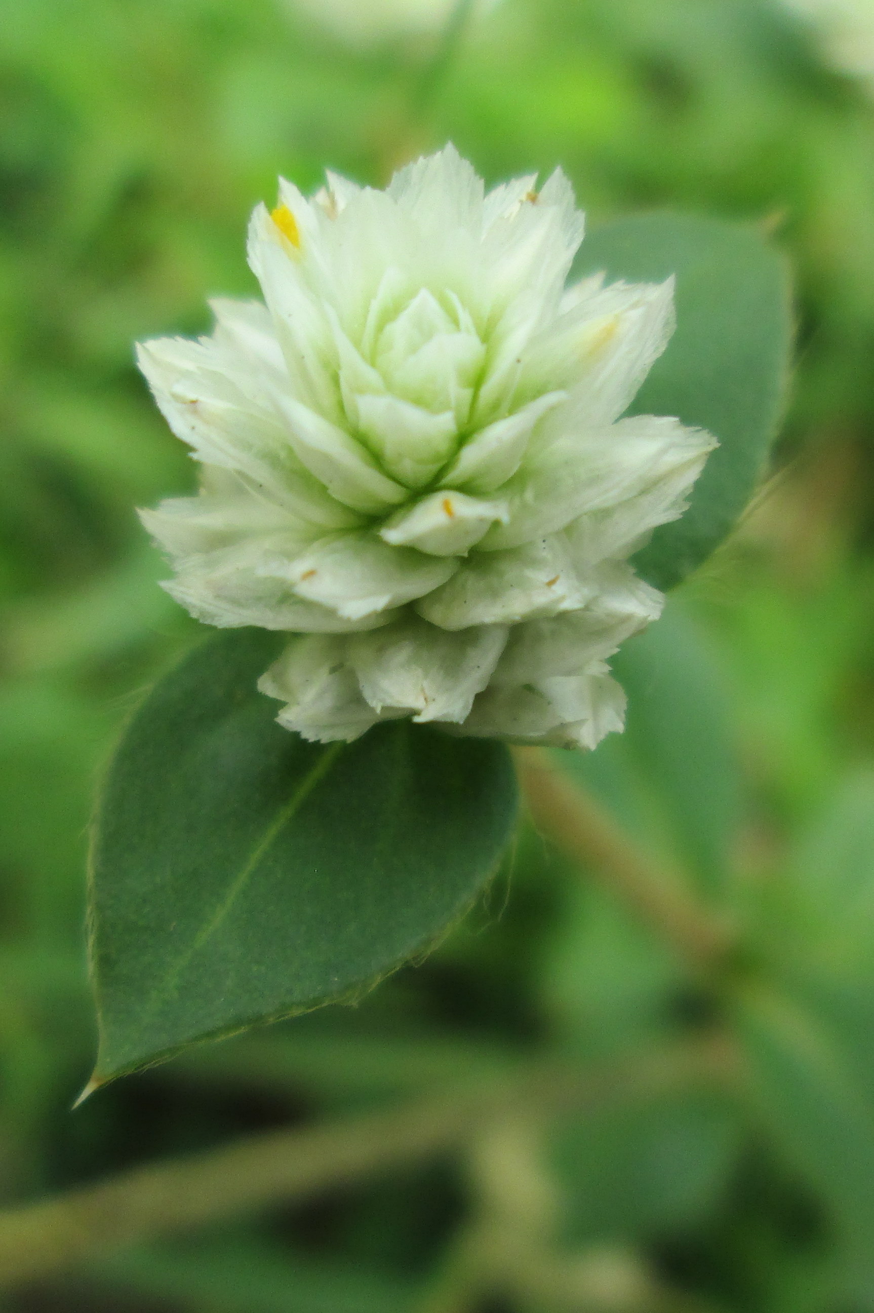 Gomphrena celosioides_Ying Wei Jong_1