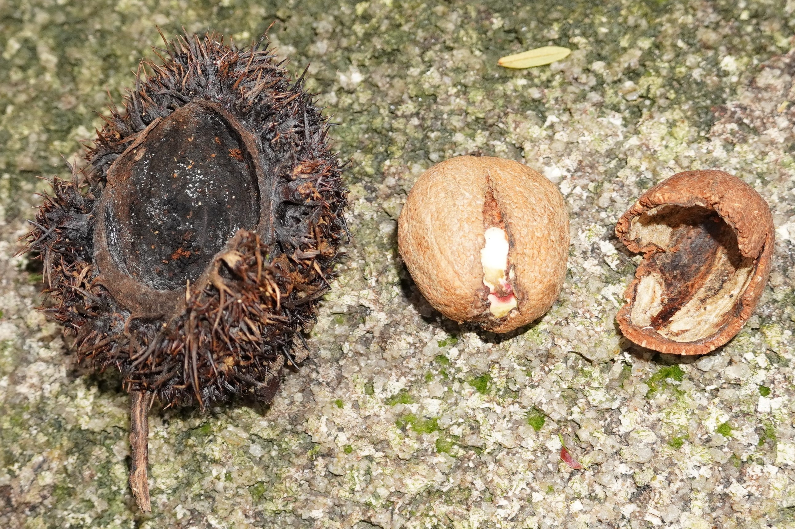 Greater Malayan Chestnut fruit - Reuben Lim cropped