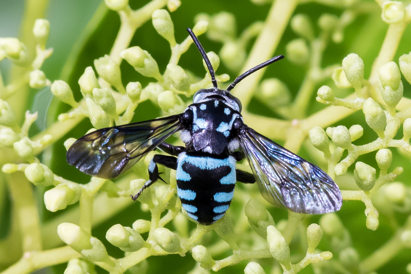 Himalayan Cloak and Dagger Bee_Zestin (1)