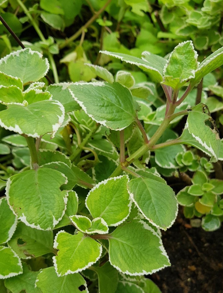 indian borage