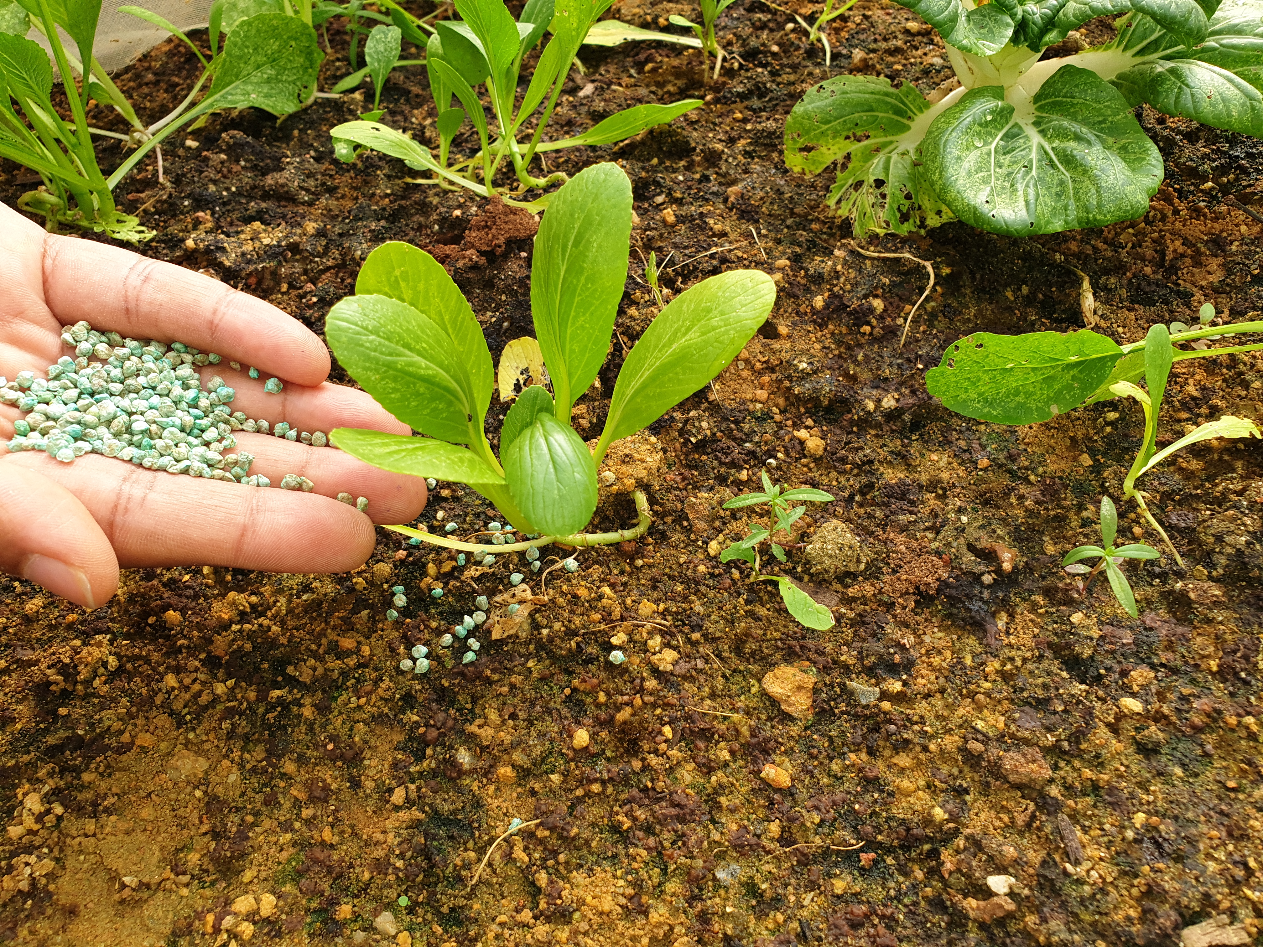 Inorganic fertiliser application