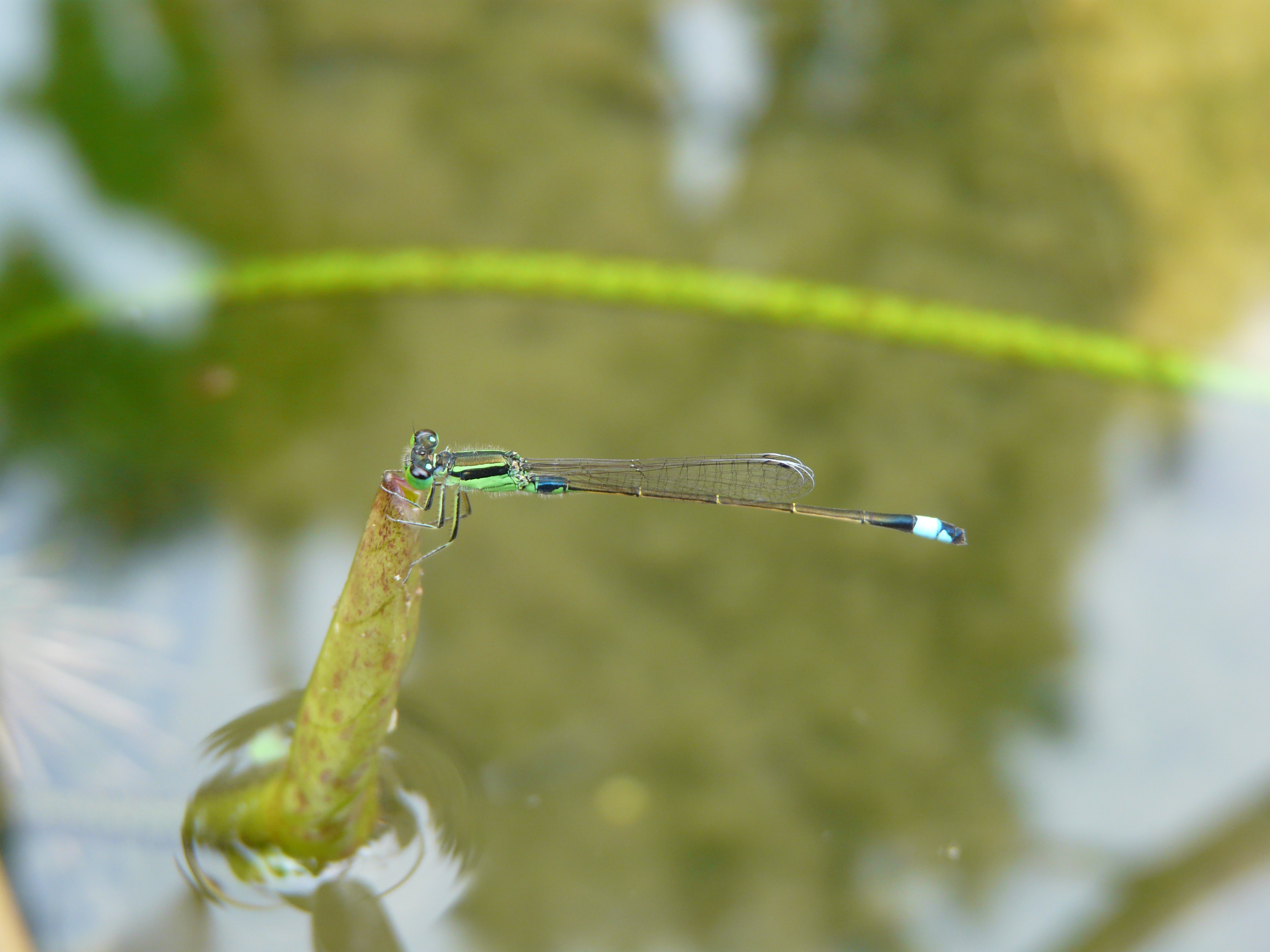 Ischnura senegalensis  Common Bluetail  male and female alike