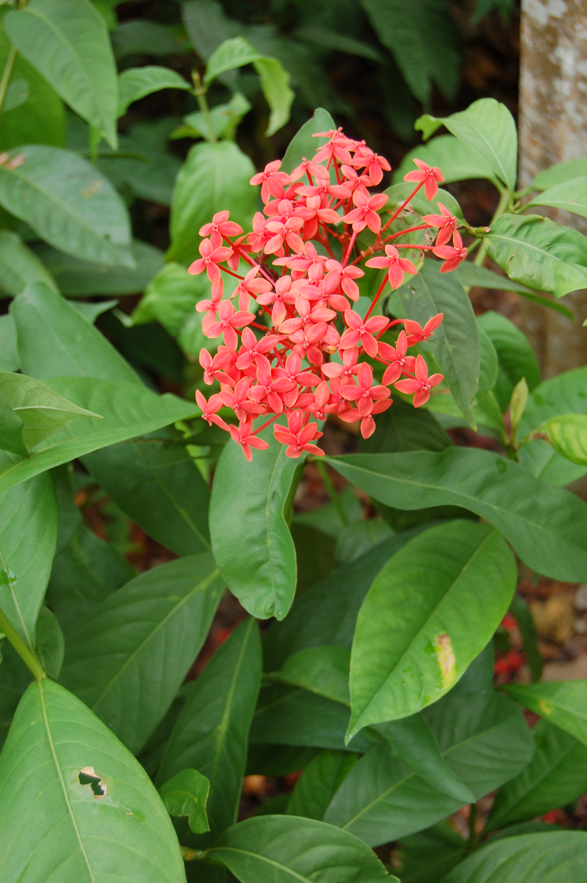 Ixora javanica