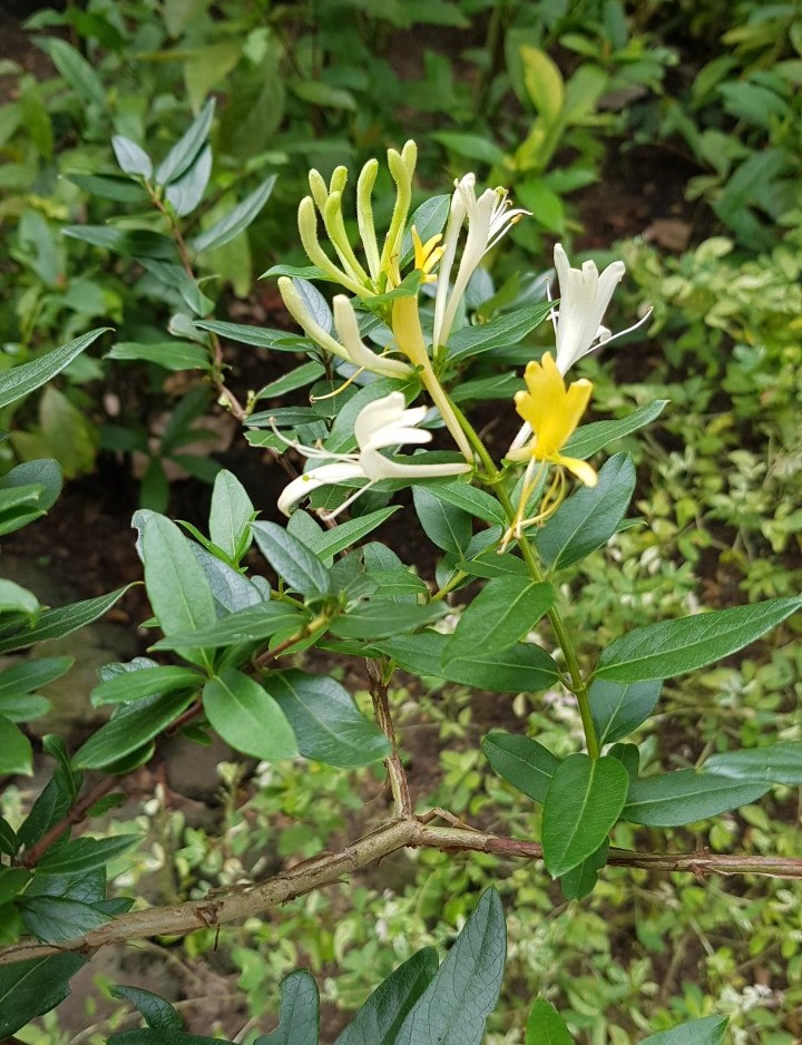 japanese honeysuckle