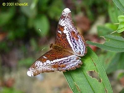 Knight Butterfly (Khew Sin Khoon)