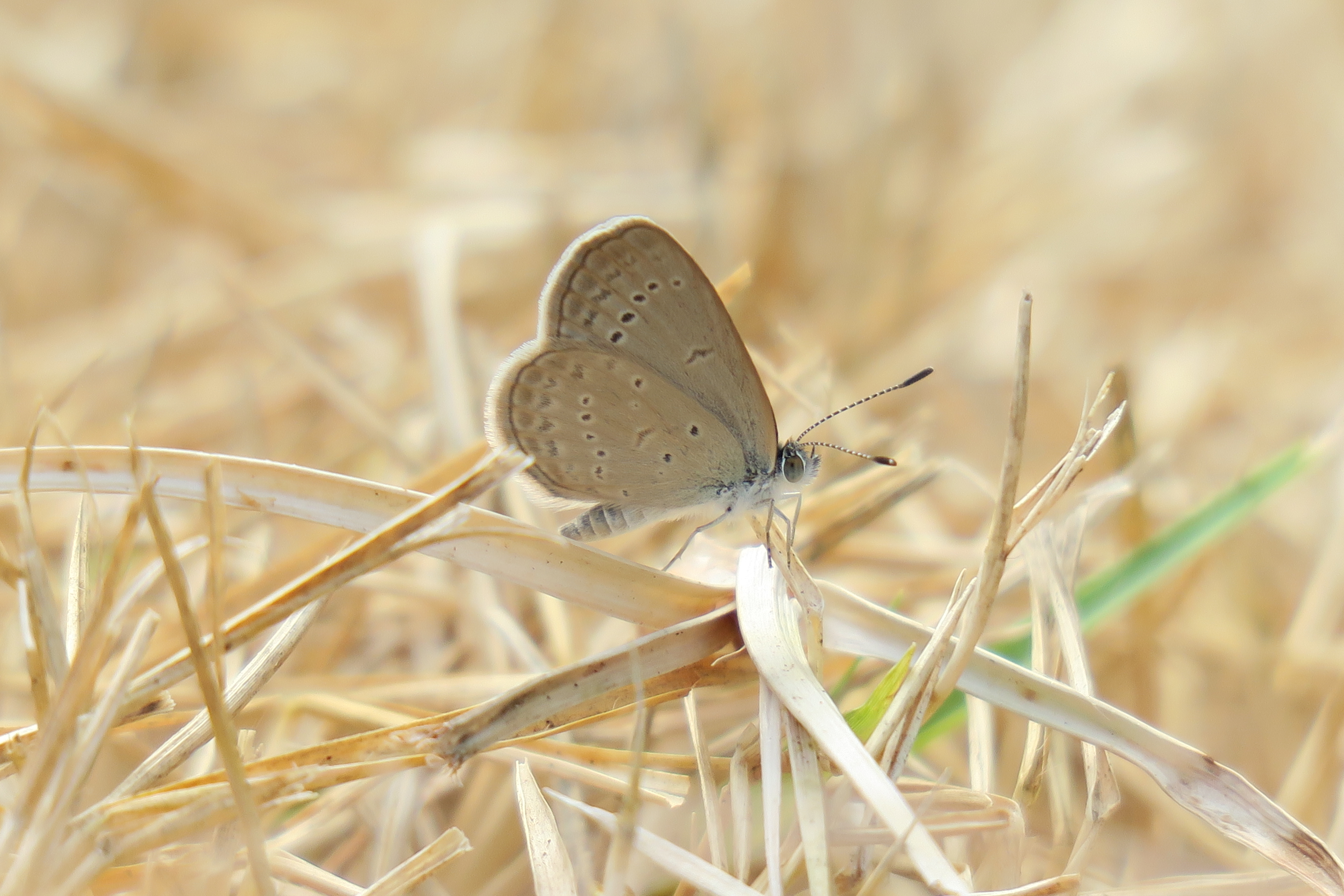 Lesser Grass Blue_Zizina otis_SKY2