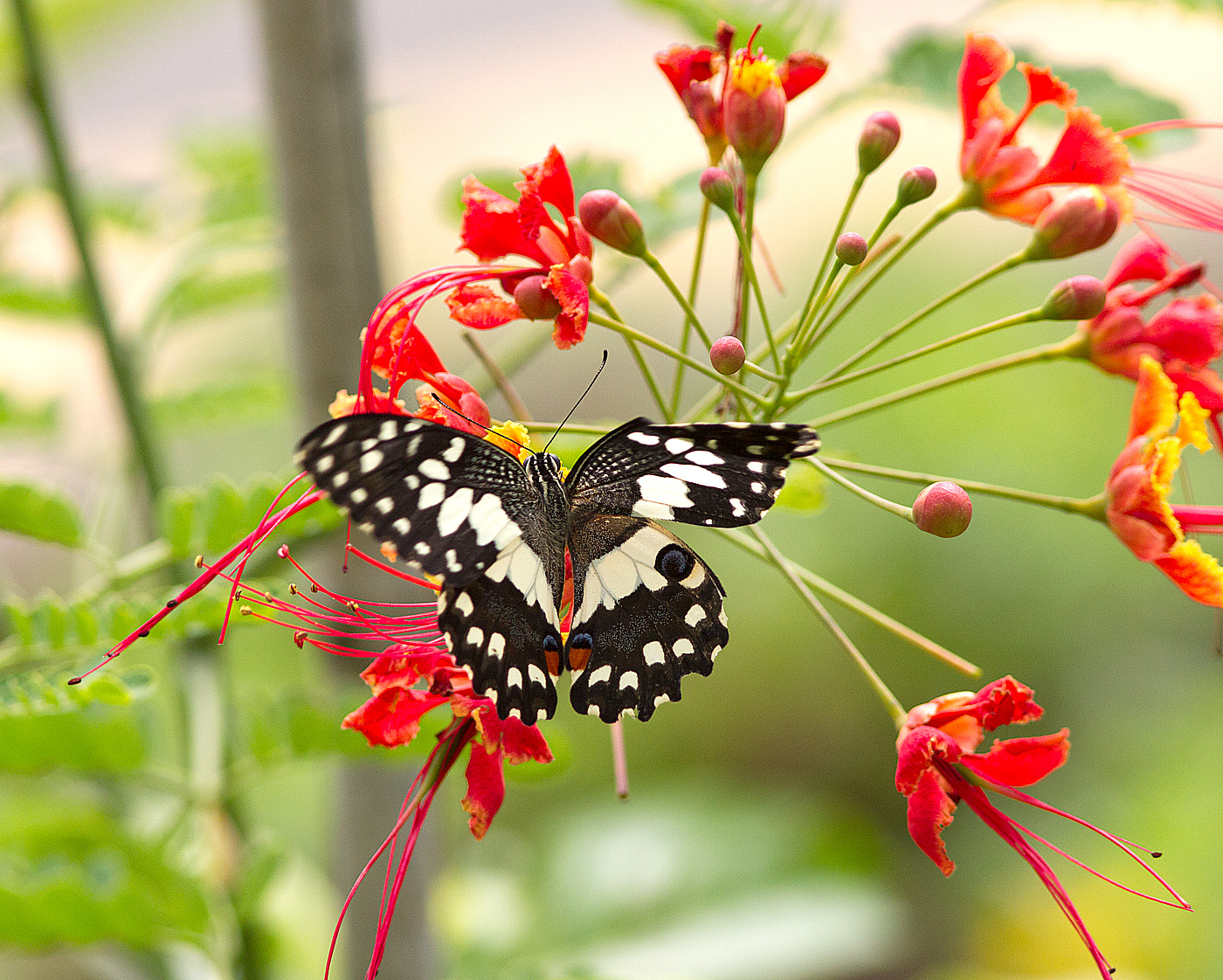 Lime butterfly on Caesalpinia Jason Yong