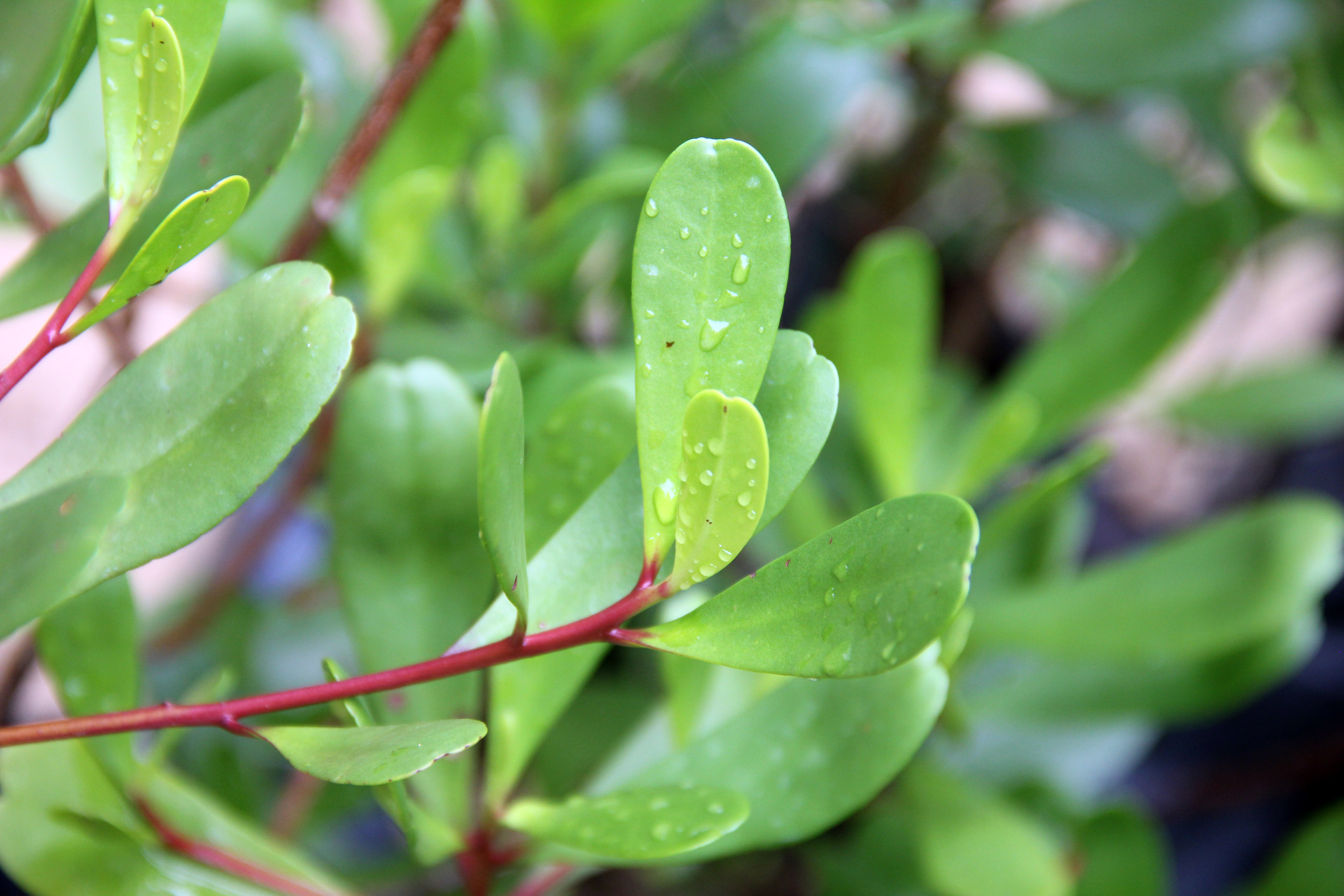 Lumnitzera littorea_Pauline Tay