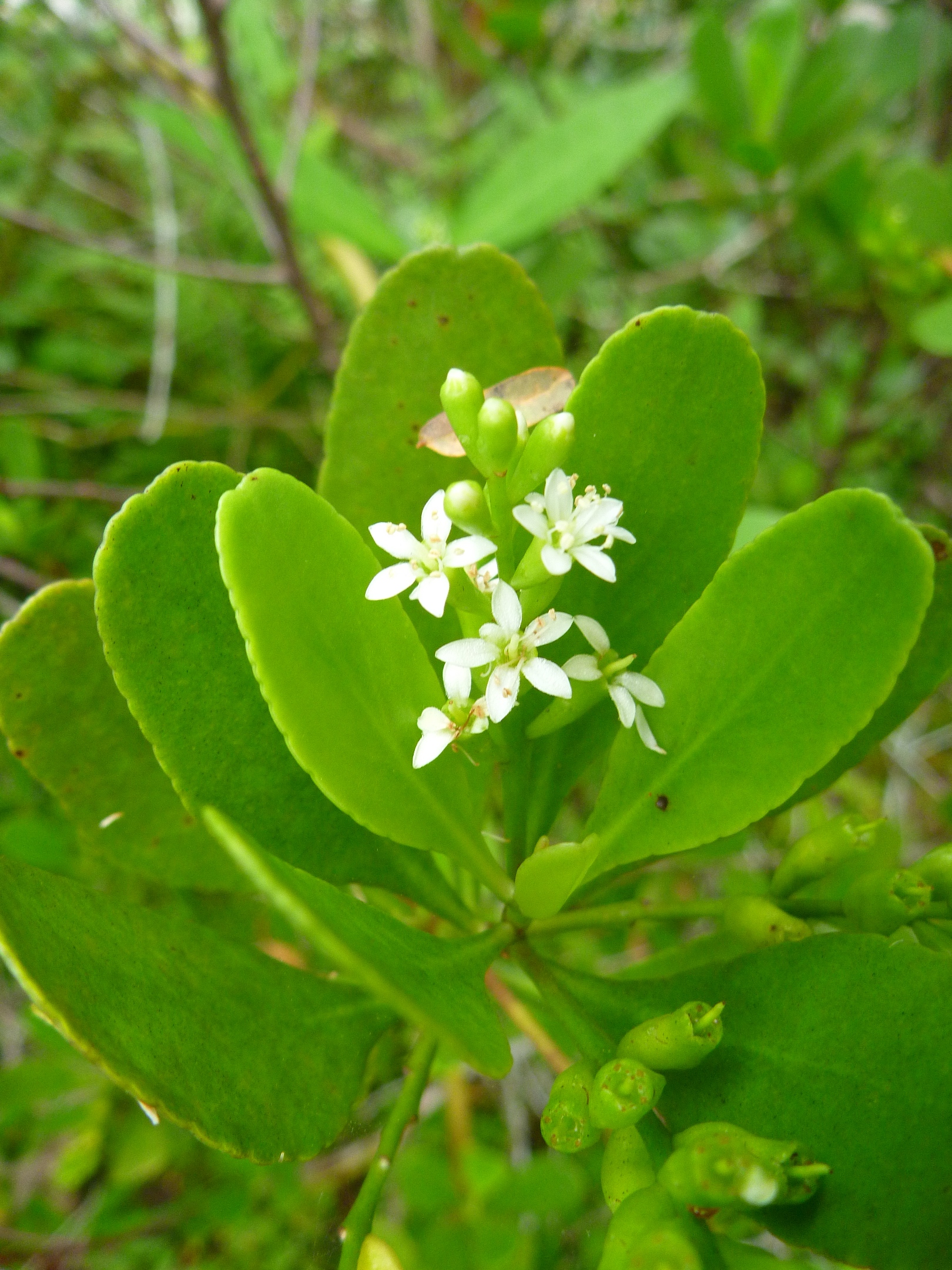 Lumnitzera racemosa Ang Wee Foong (3)