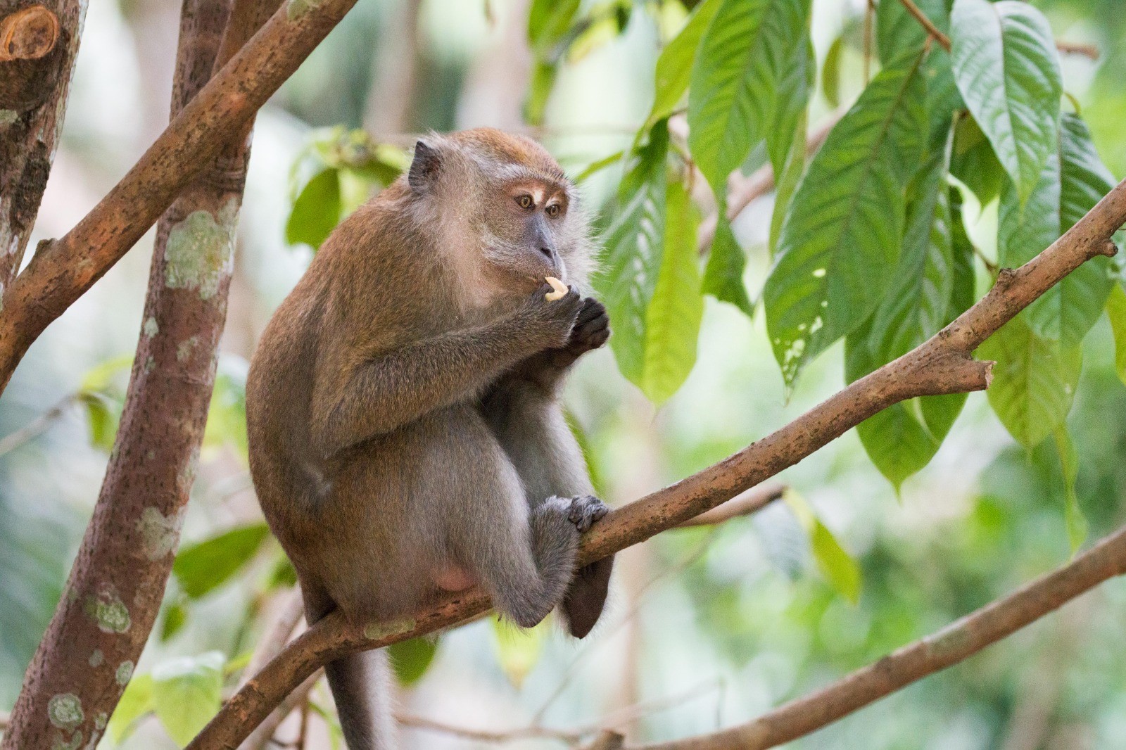 Macaque eating apple_Max Khoo