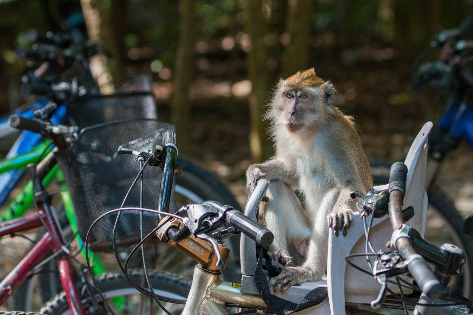 Macaque on bicycle_Max Khoo