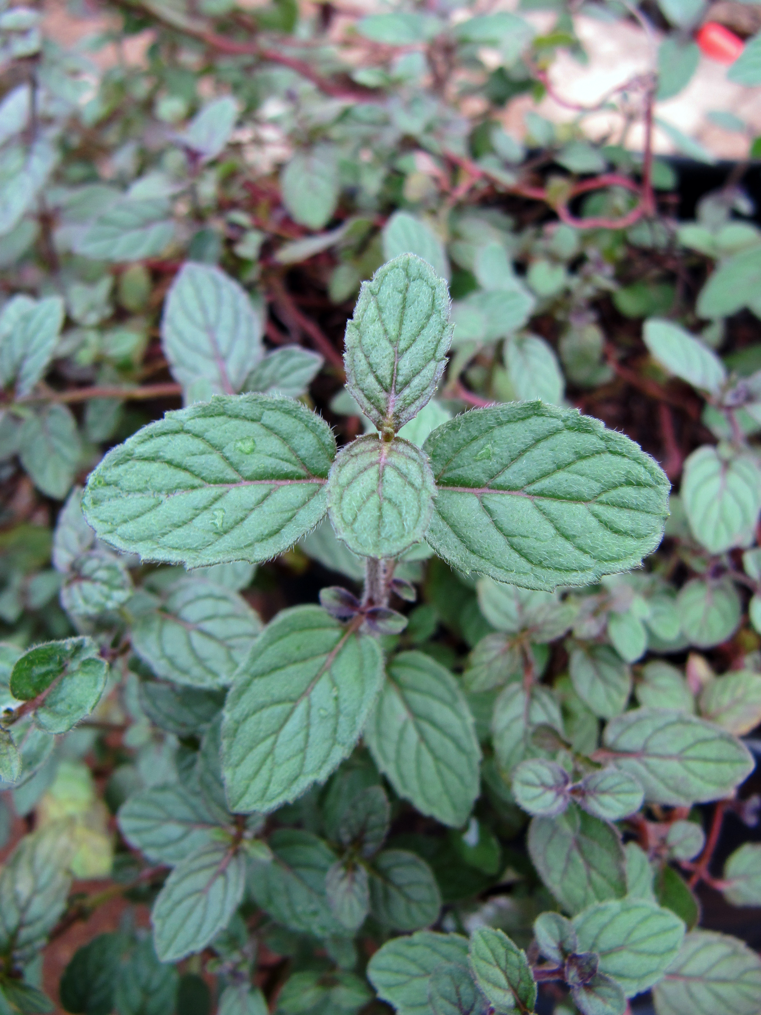 Mentha piperita (Peppermint) Vicky Lim Yen Ngoh