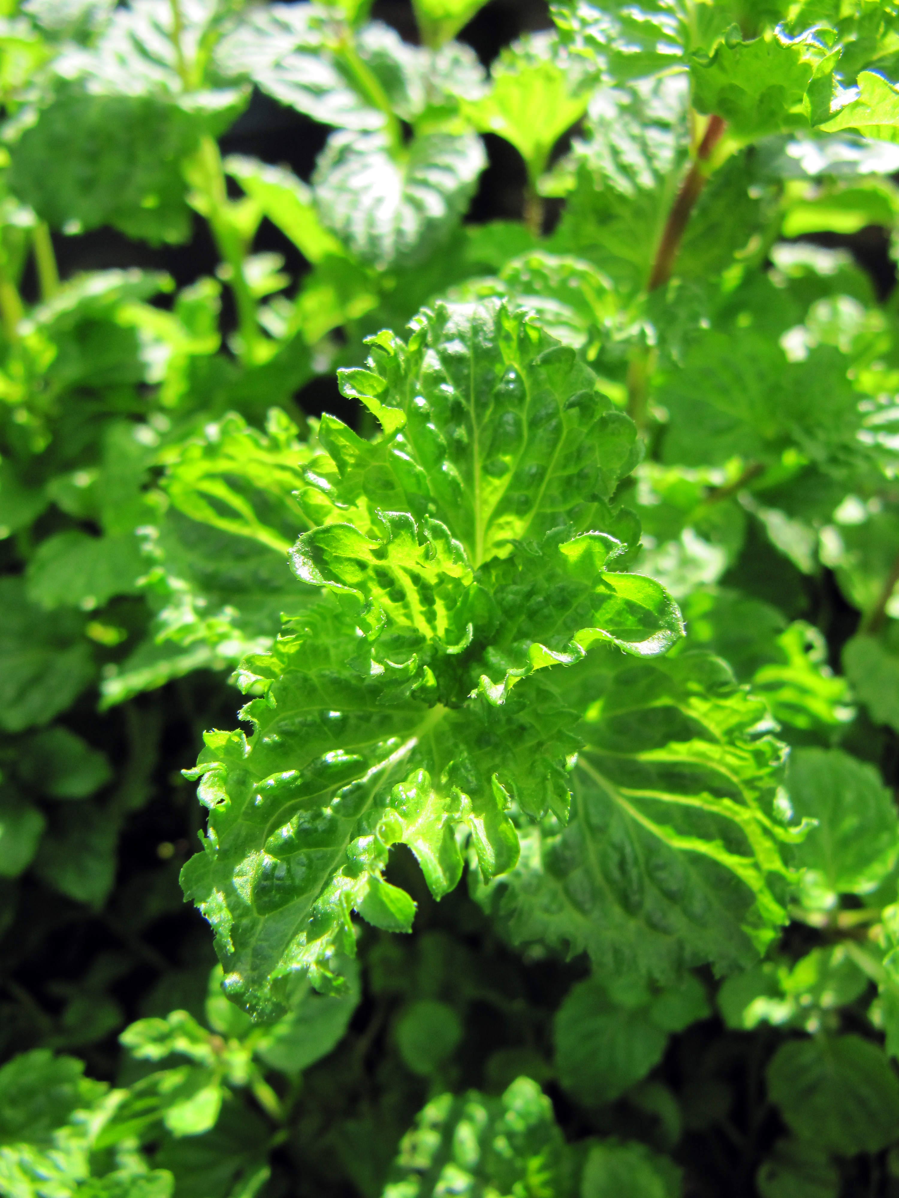 Mentha spicata var. crispa (Curly Mint) Vicky Lim Yen Ngoh