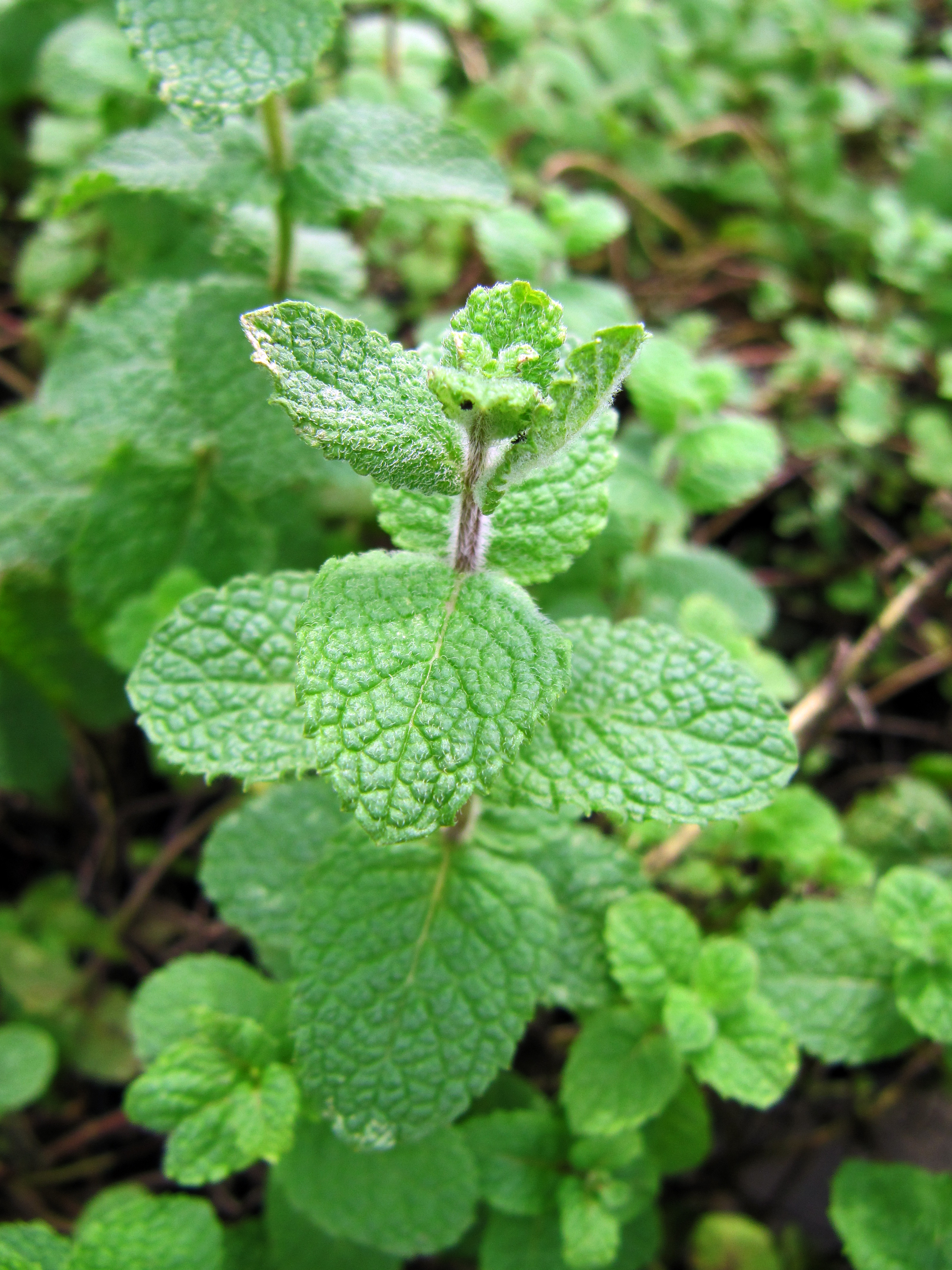 Mentha suaveolens (Apple Mint) Vicky Lim Yen Ngoh