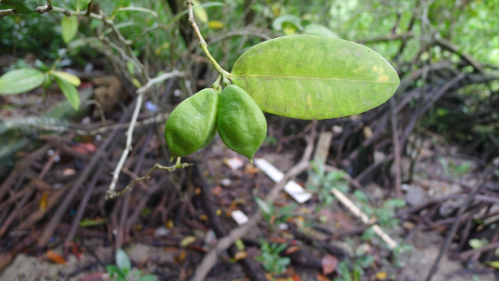 Merope angulata_Chua Jit Chern