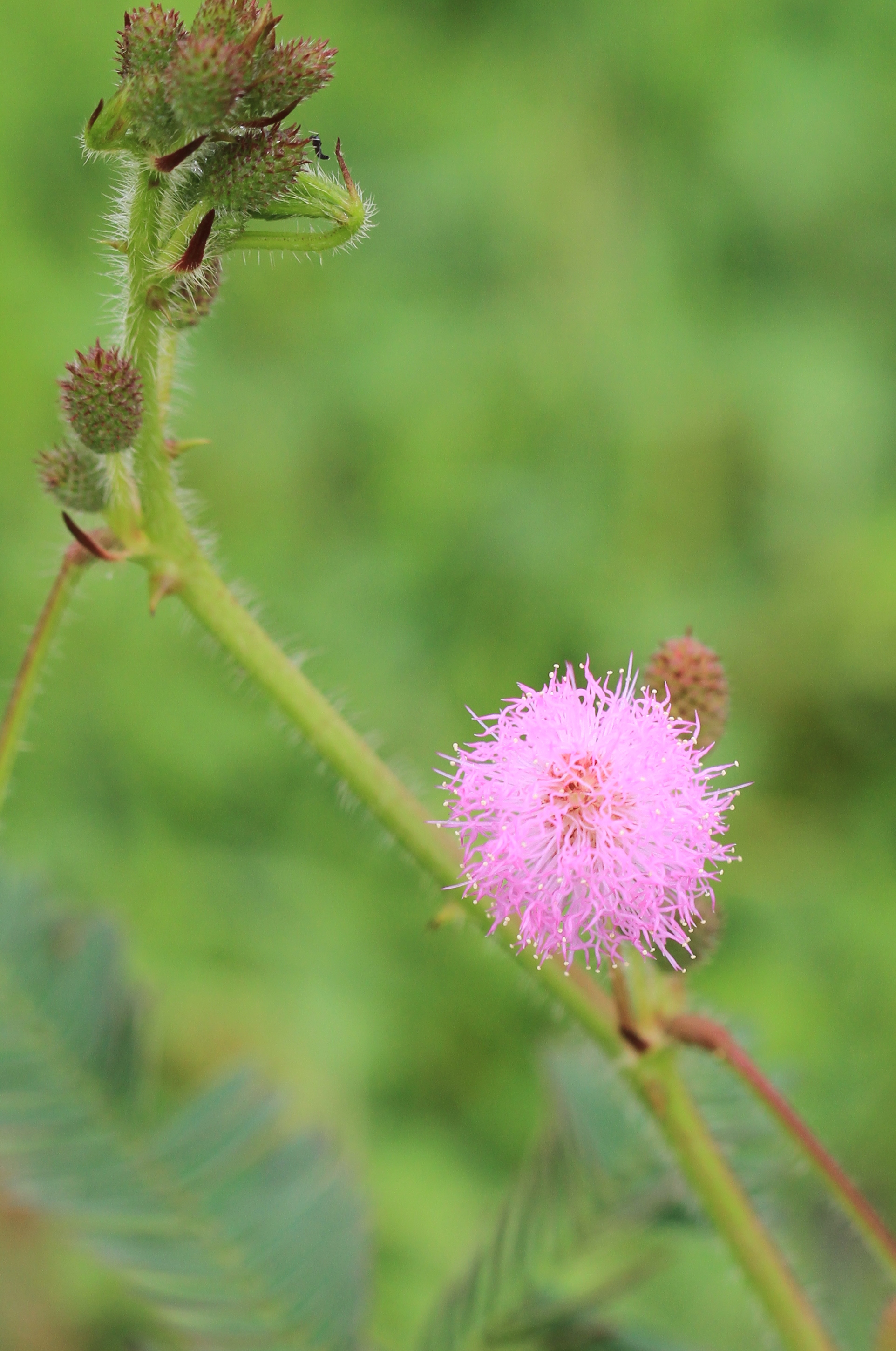 Mimosa pudica_ 1_ Vicky Lim Yen Ngoh_ flower