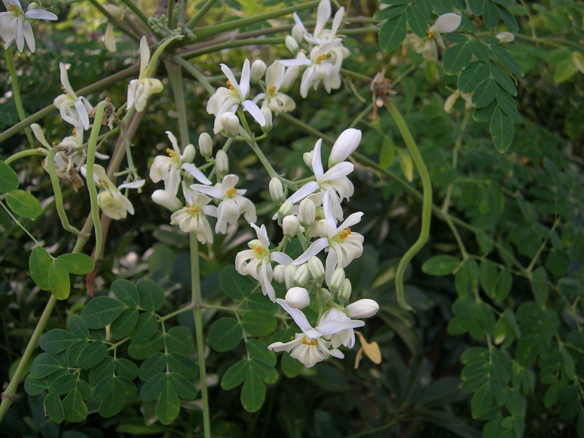 Moringa oleifera