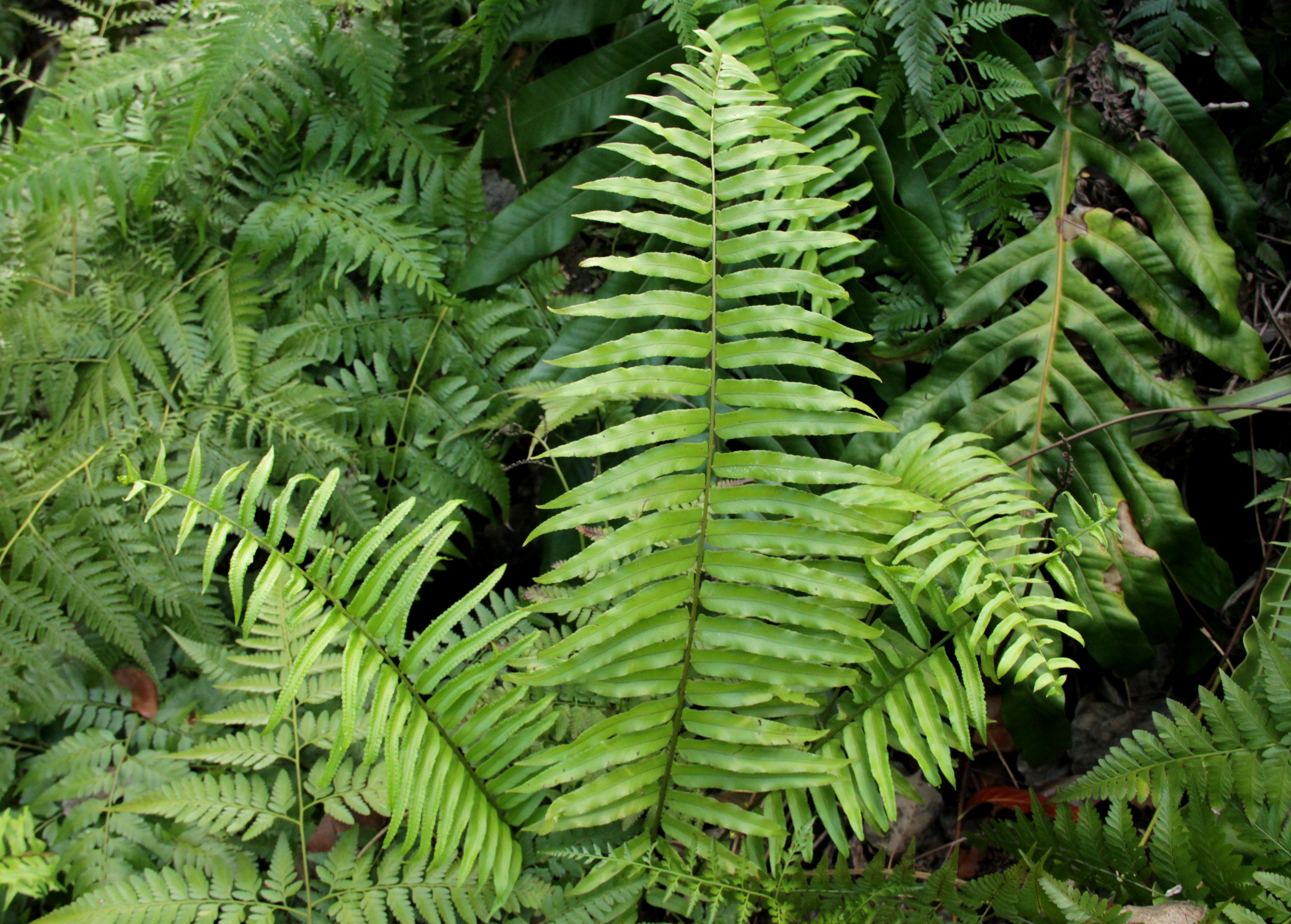 Nephrolepis biserrata_Arthur Ng