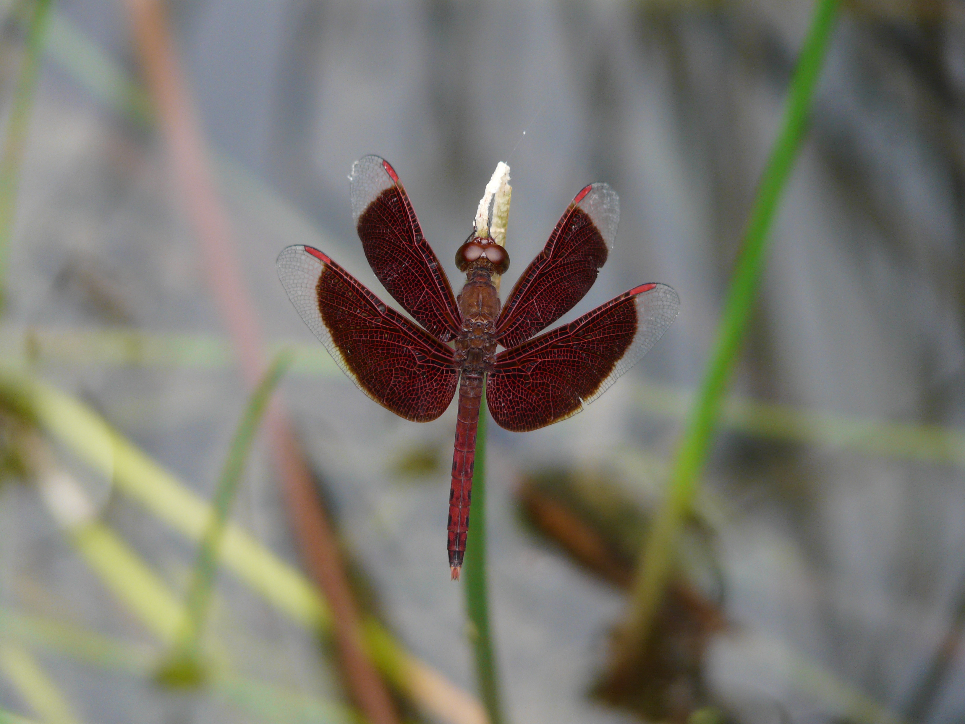 Neurothemis fluctuans  Common Parasol Male