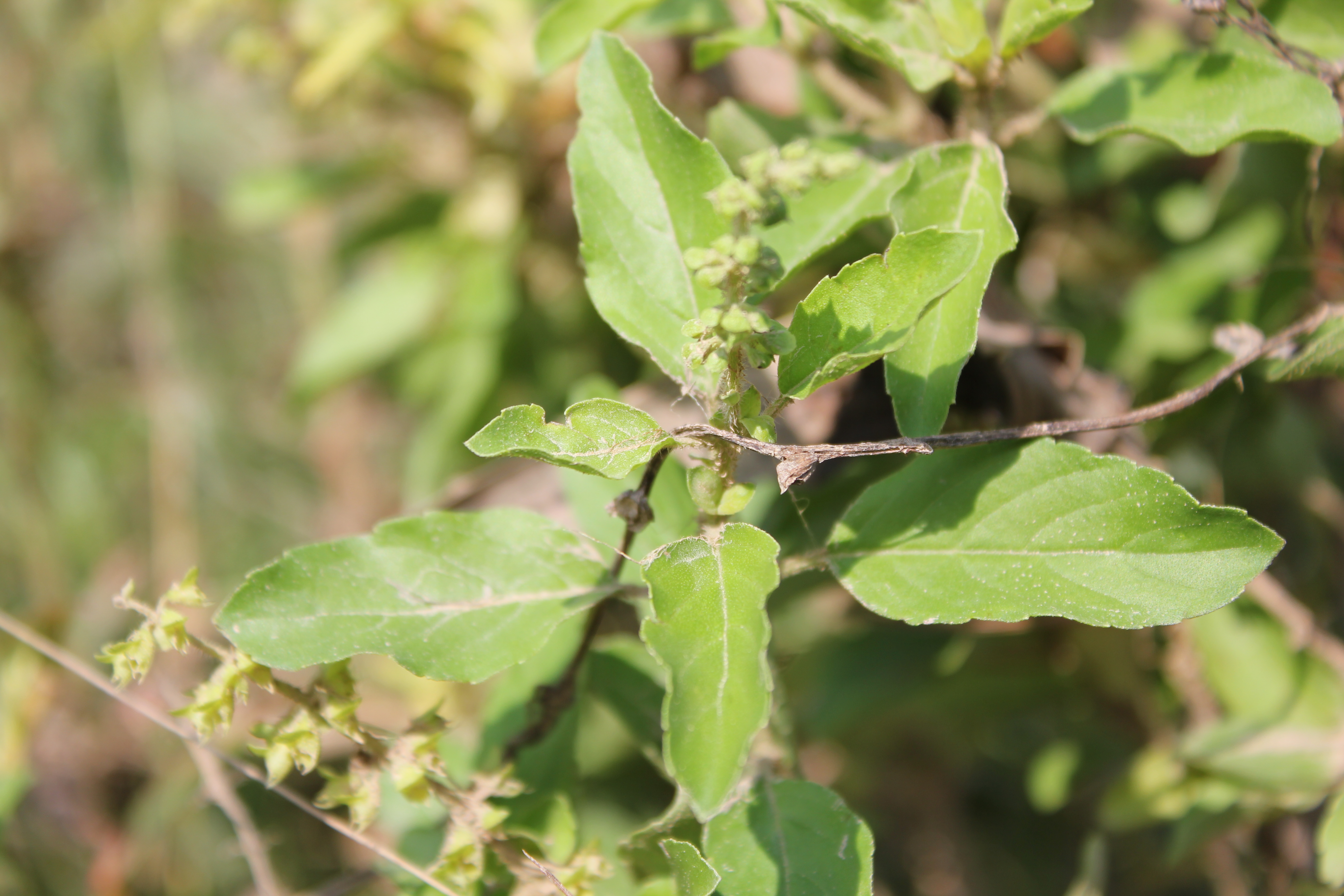 Ocimum americanum_Jennie Tang (2)