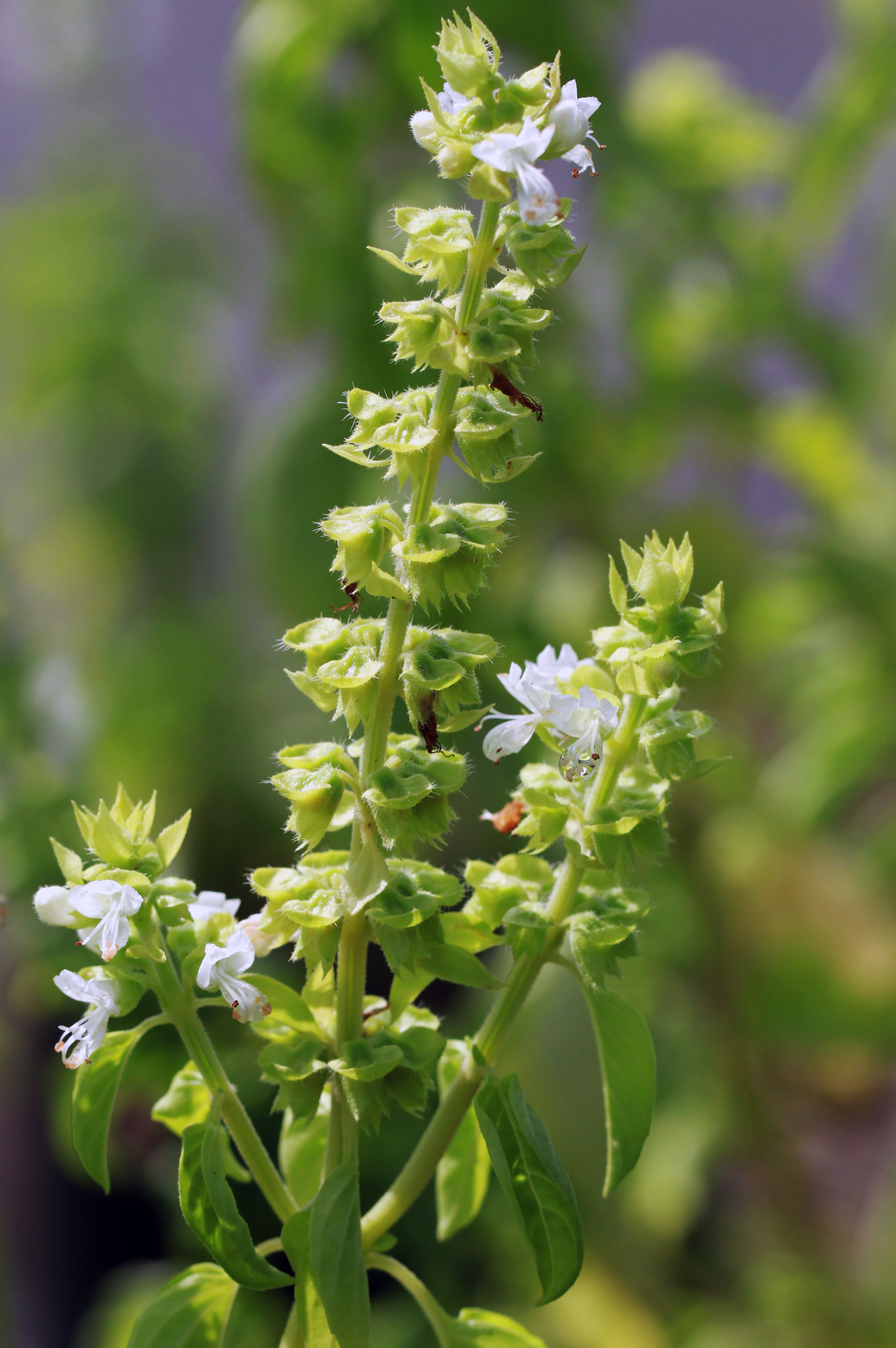 Ocimum x africanum_Vicky Lim Yen Ngoh (6)