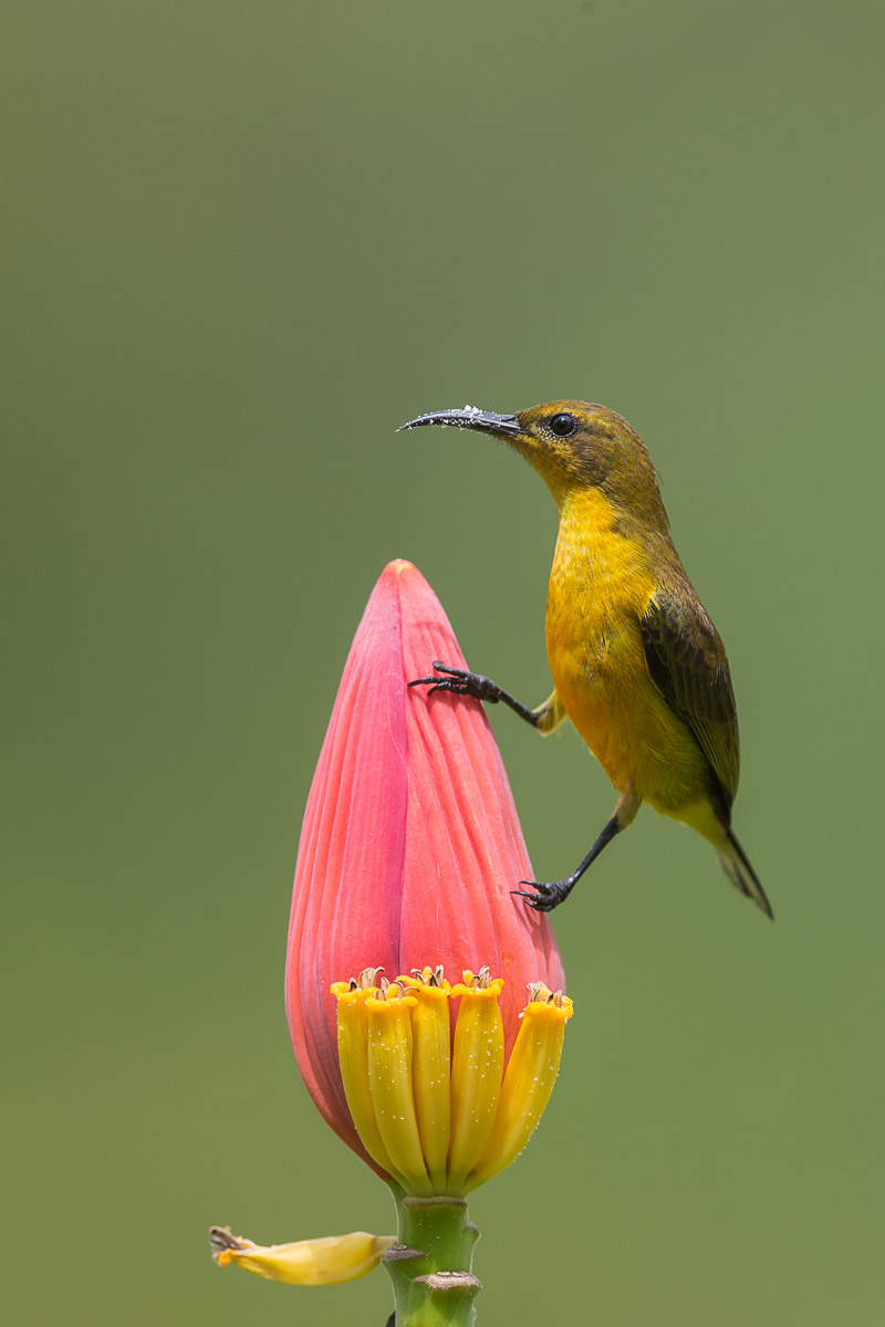 Olive-backed Sunbird-FY1X1301-113EOS1D-140119