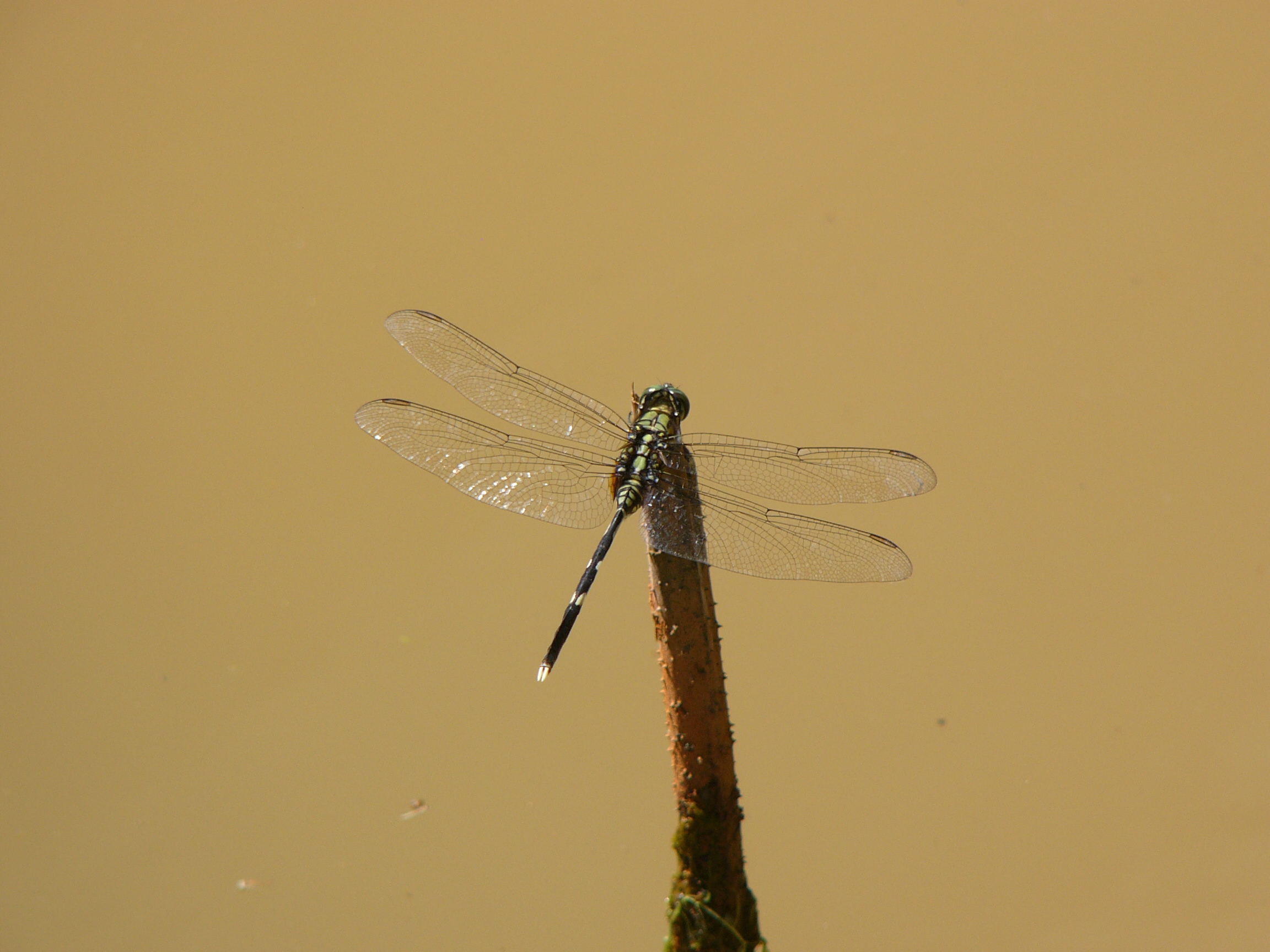 Orthetrum sabina Variegated Green Skimmer male and female alike