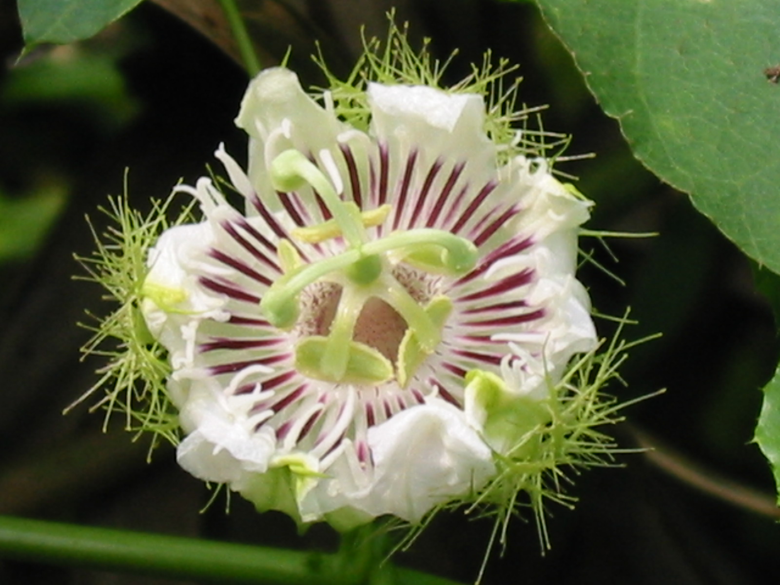 Passiflora foetida (2)