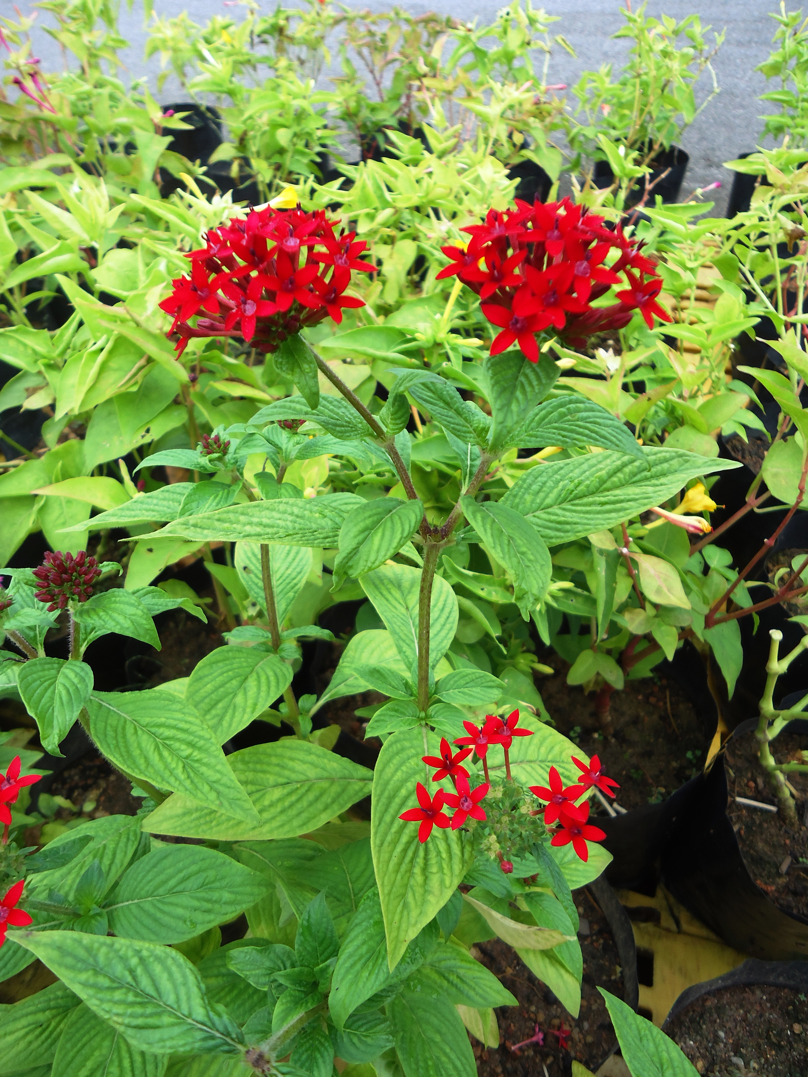 Pentas lanceolata (2)