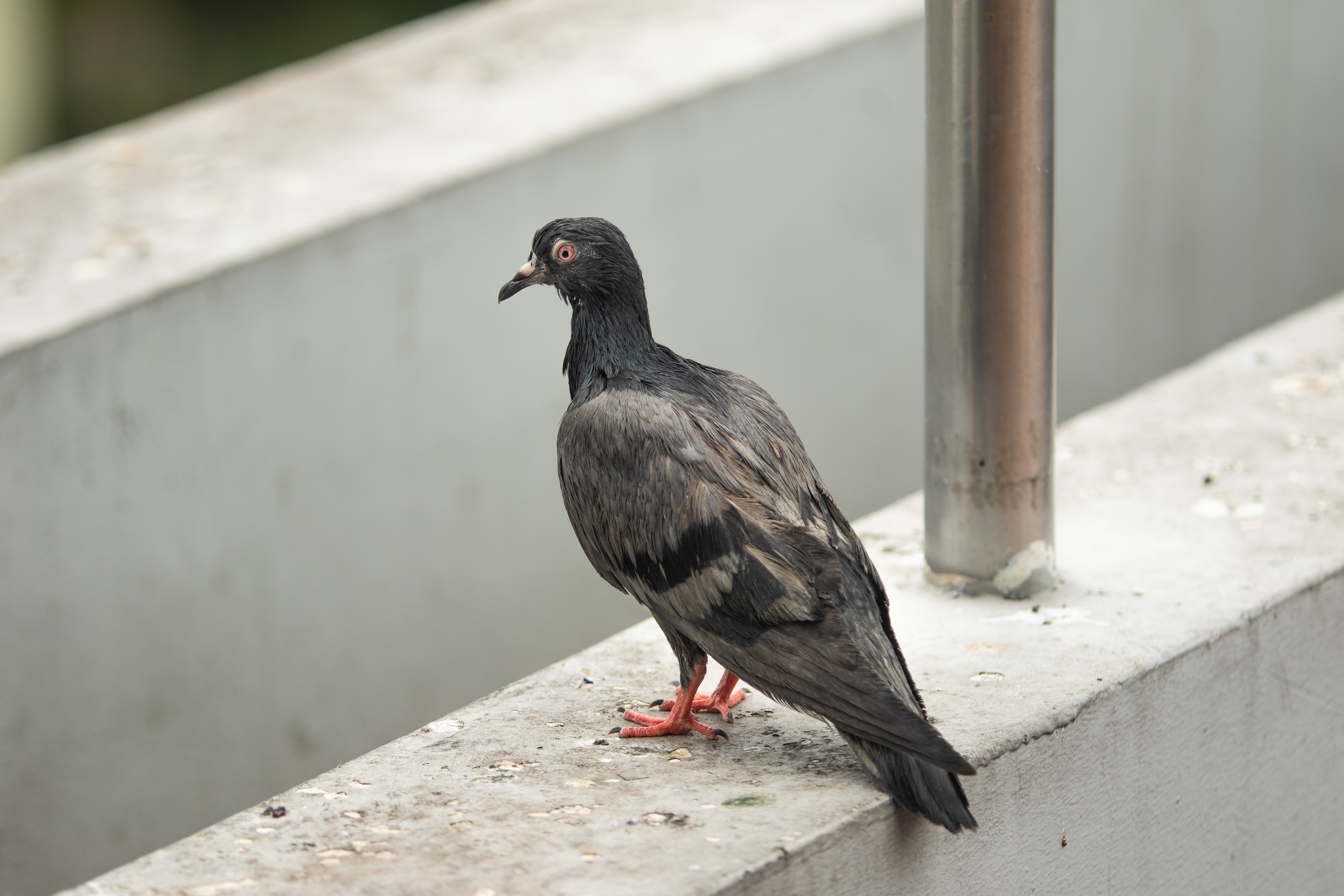 Pigeon_Bryan Lim