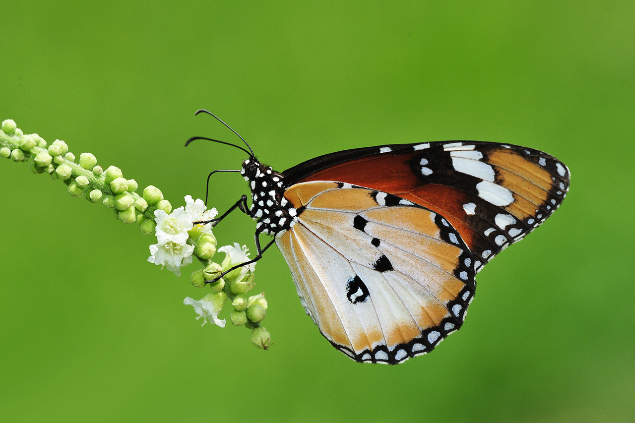 Plain Tiger (Danaus chrysippus chrysippus) - Khew SK