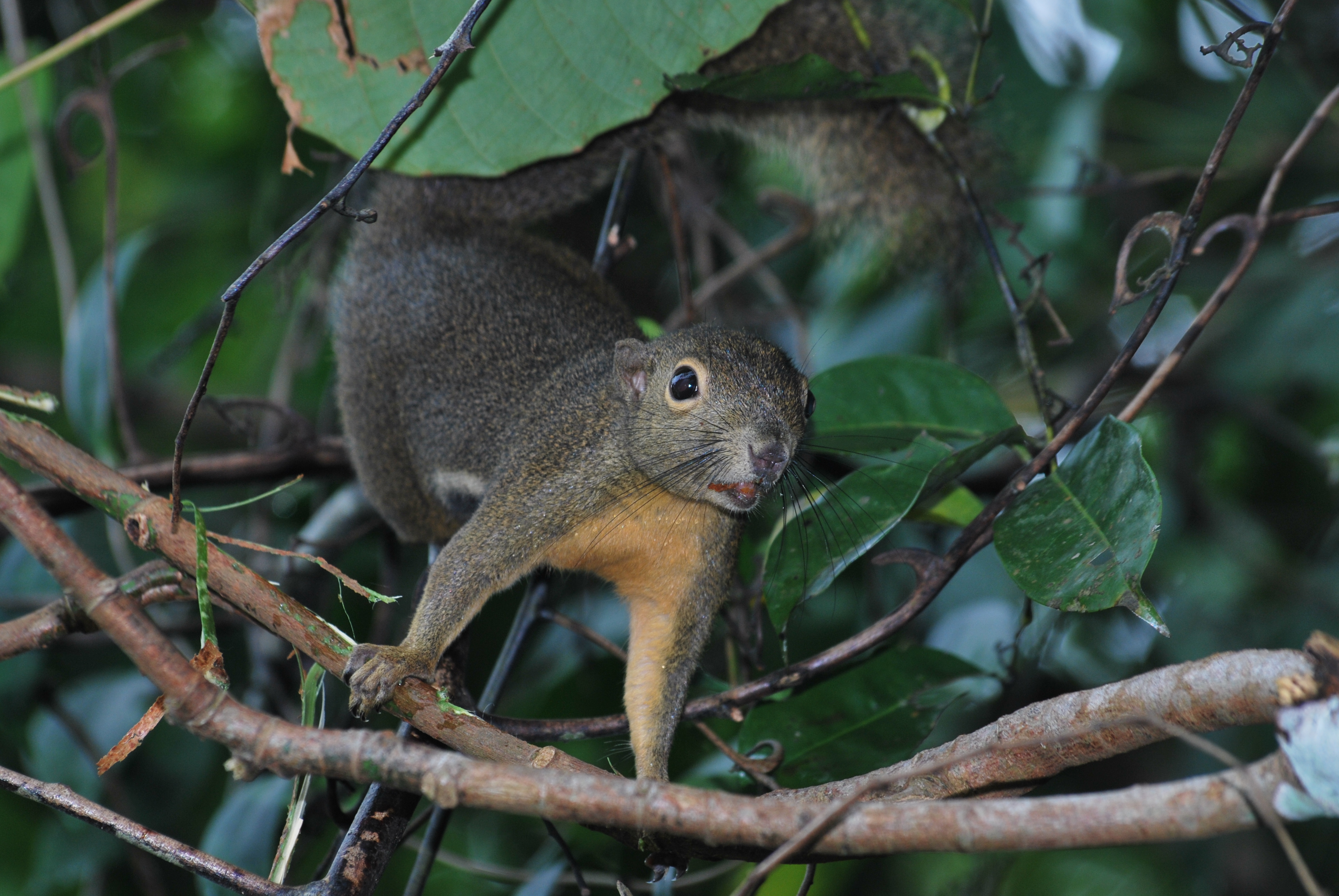 Plantain squirrel2 (Daniel)