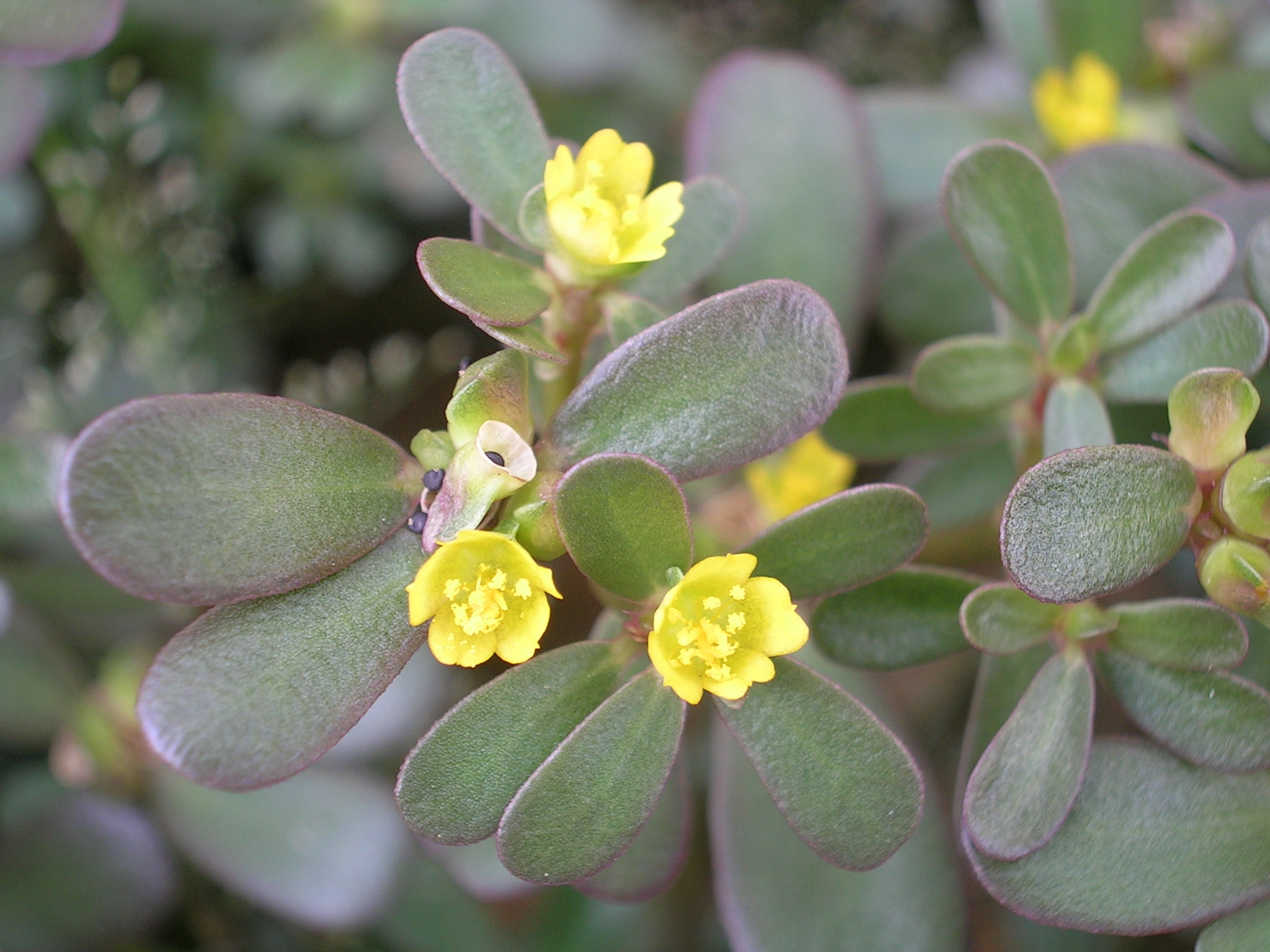 Portulaca oleracea (1)