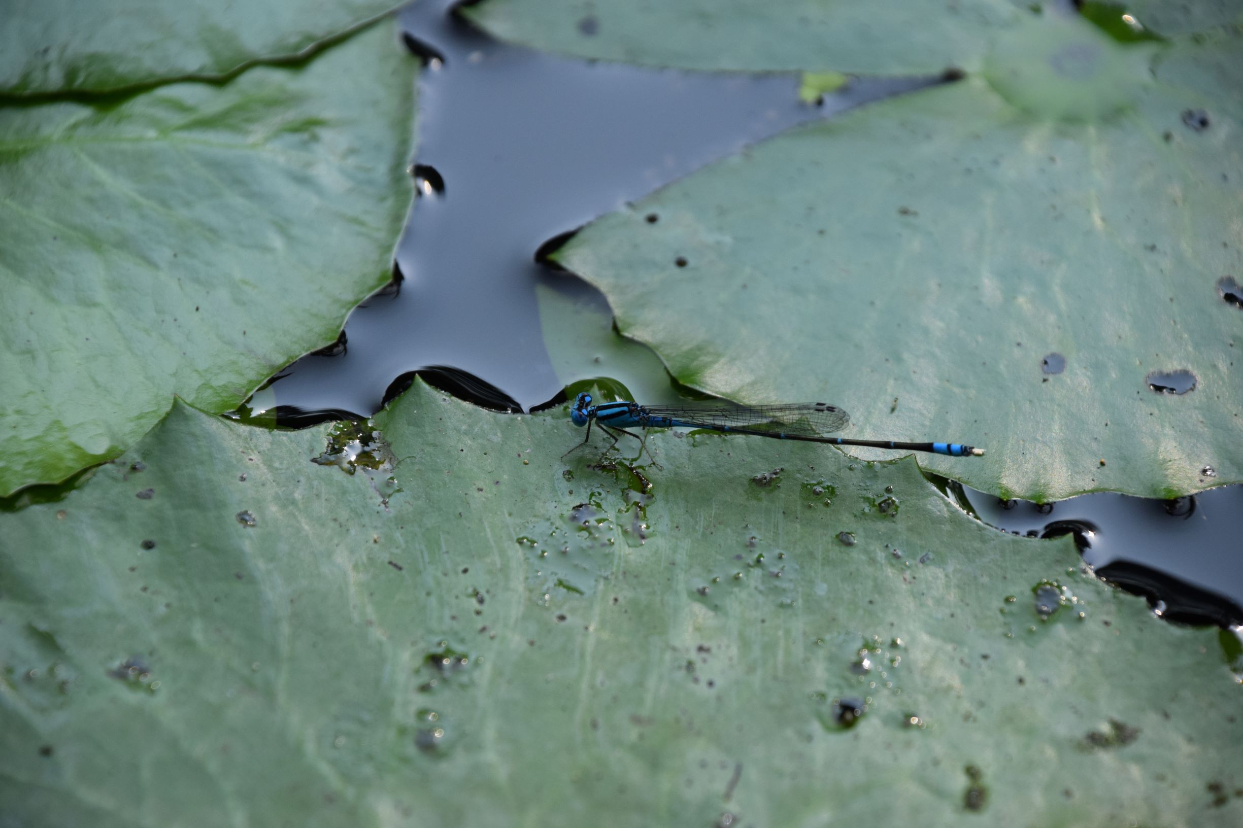 Pseudagrion microcephalum_Blue Sprite_SBG_PS2