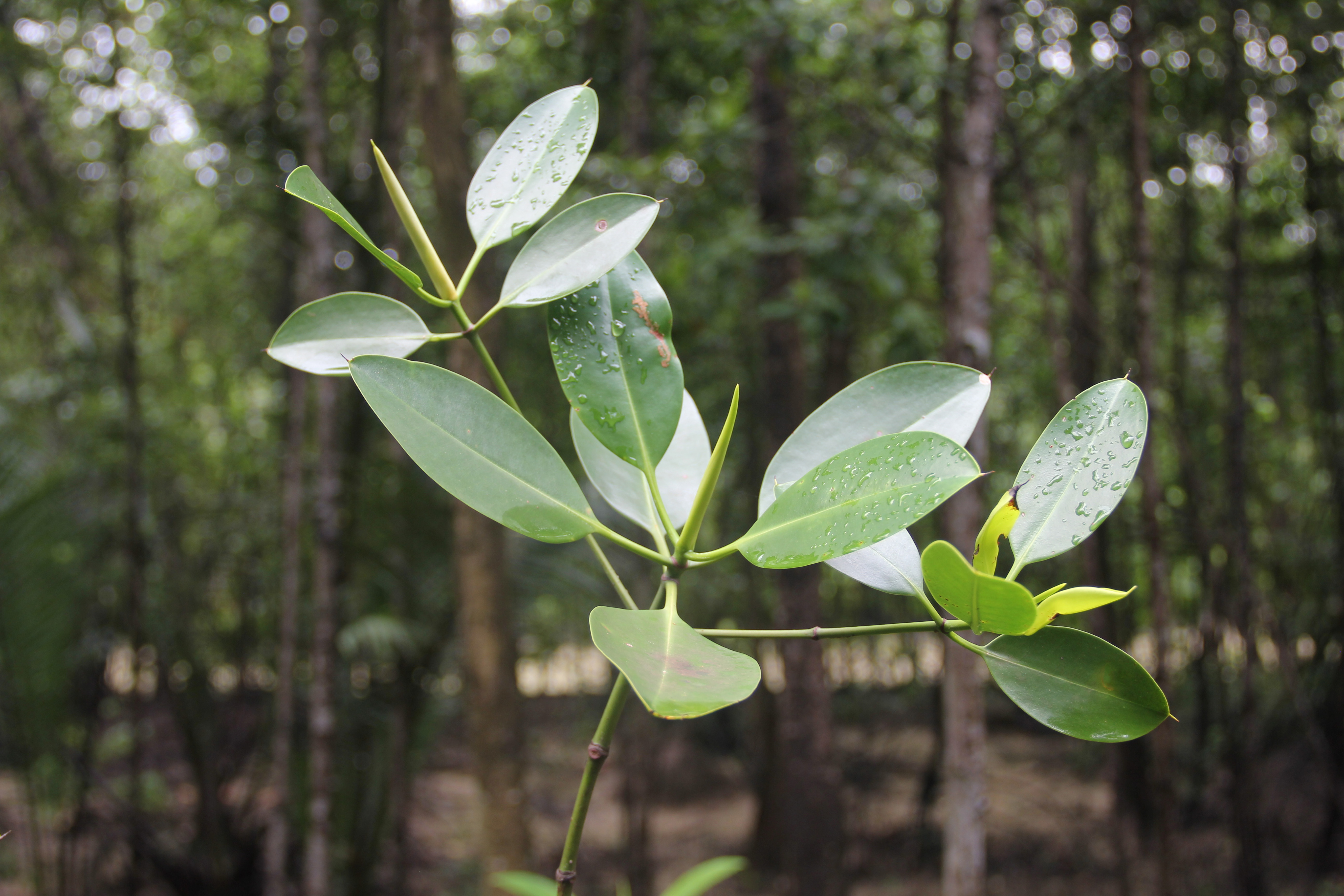 Rhizophora stylosa_Pauline Tay