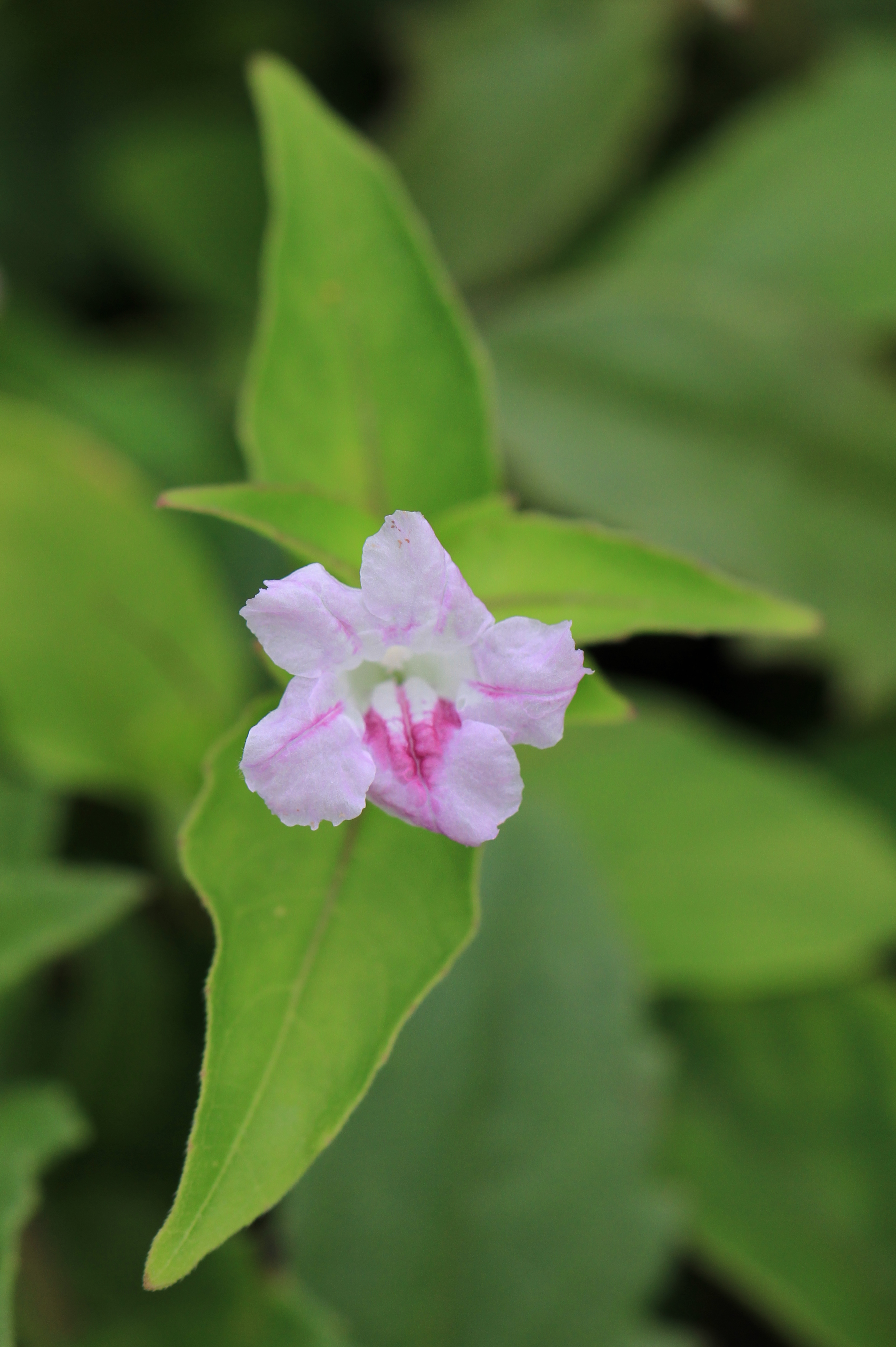 Ruellia repens_Vicky Lim Yen Ngoh