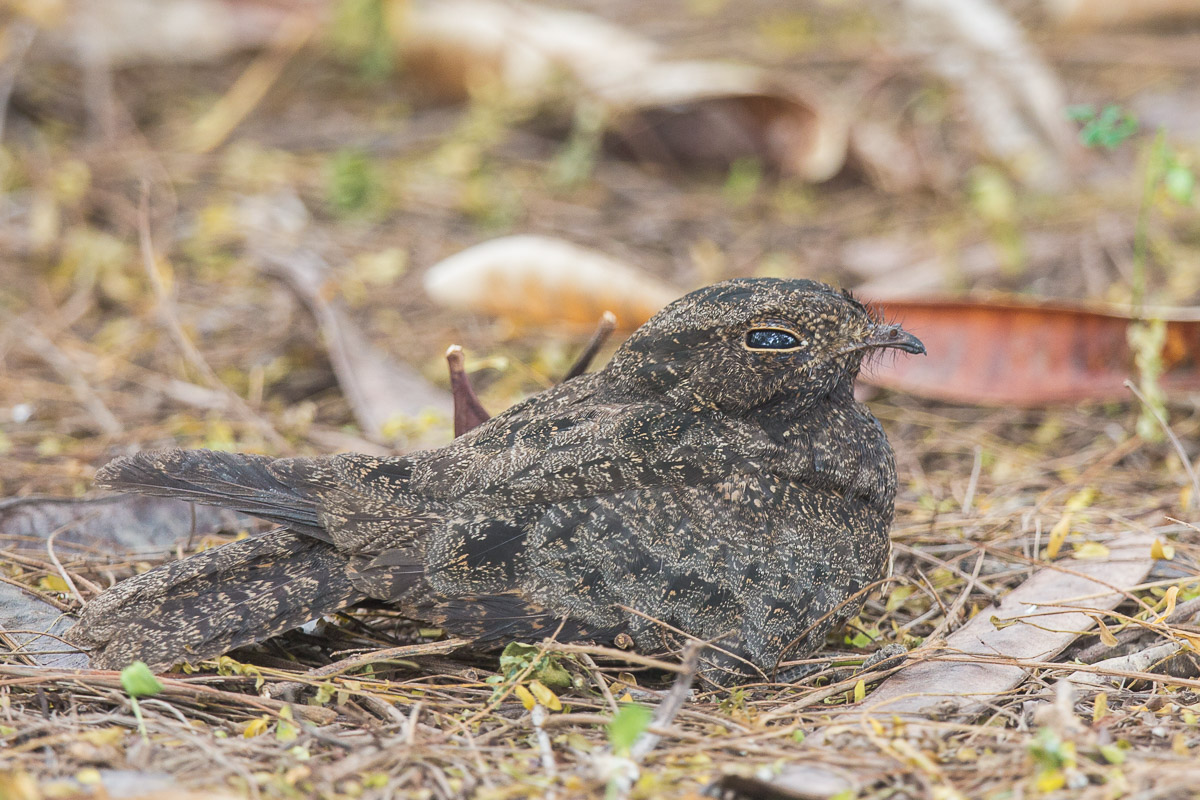 Savanna Nightjar-FY1X8285-121EOS1D-151018