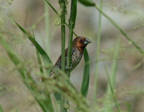 Scaly breasted munia