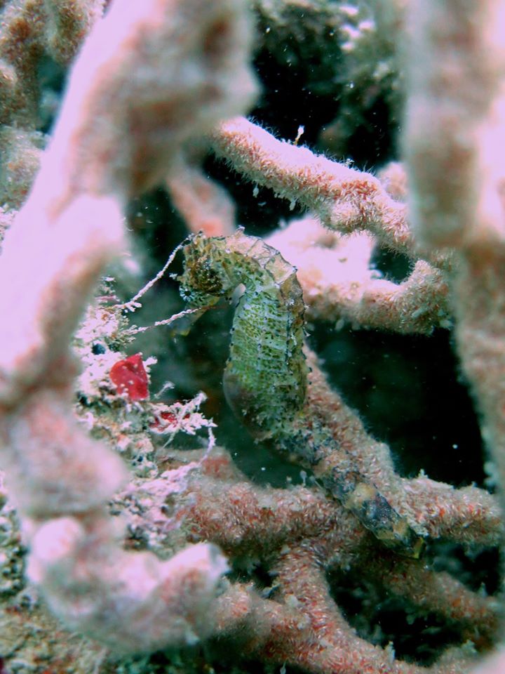 seahorse 3