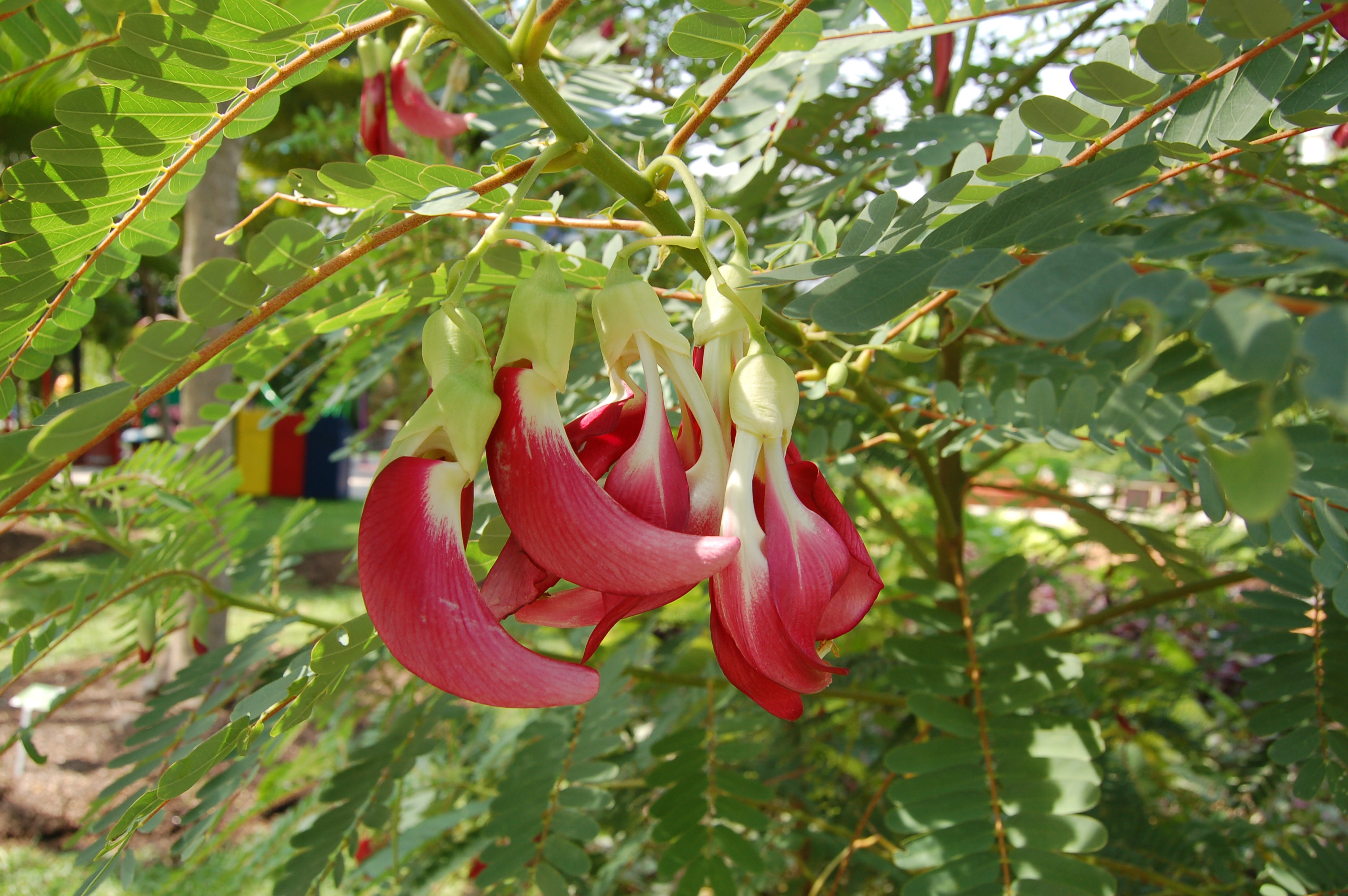 Sesbania_grandiflora_Jennie_Tang