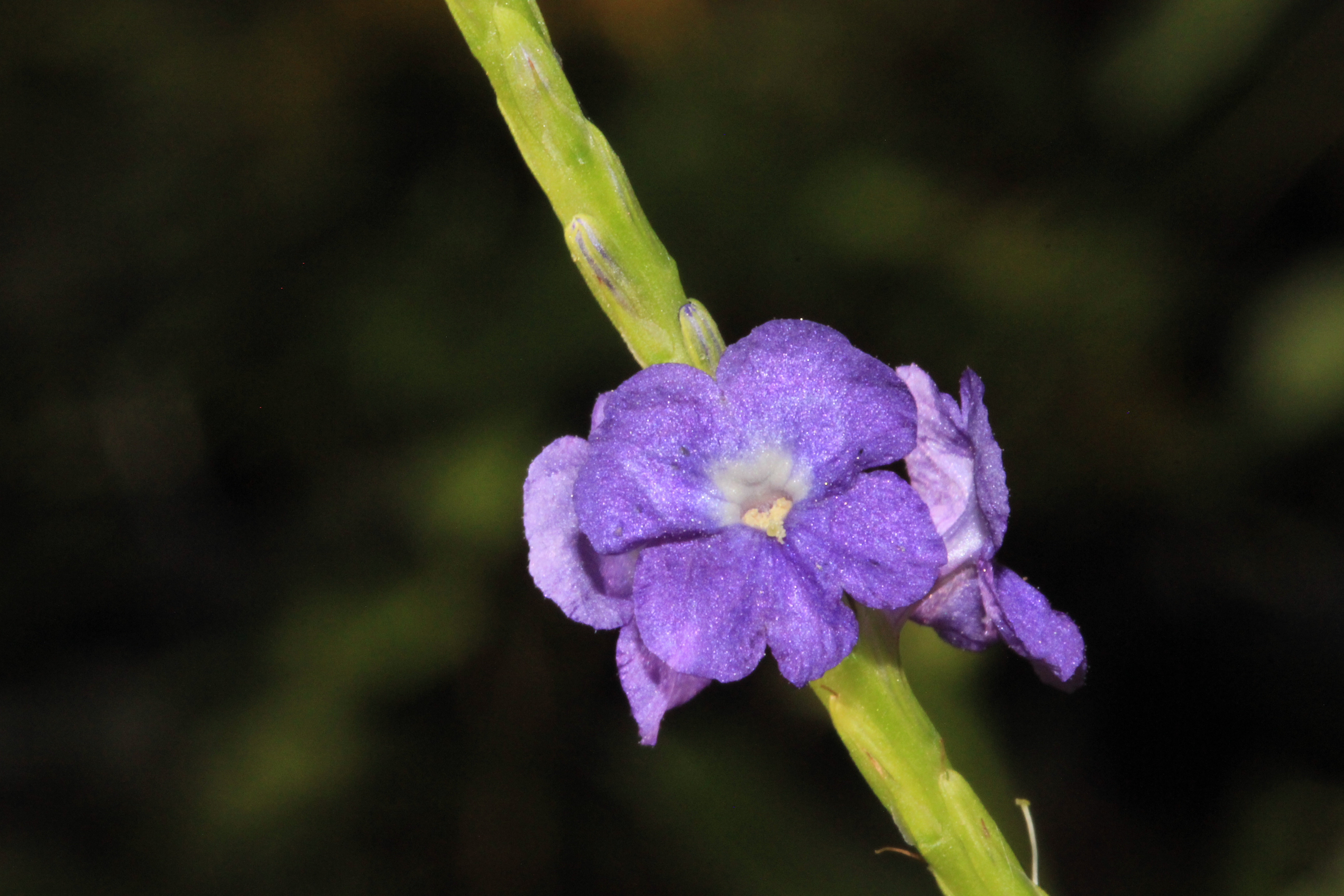 Stachytarpheta indica_ Jessica Teo