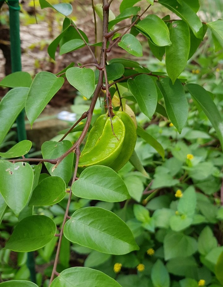 starfruit