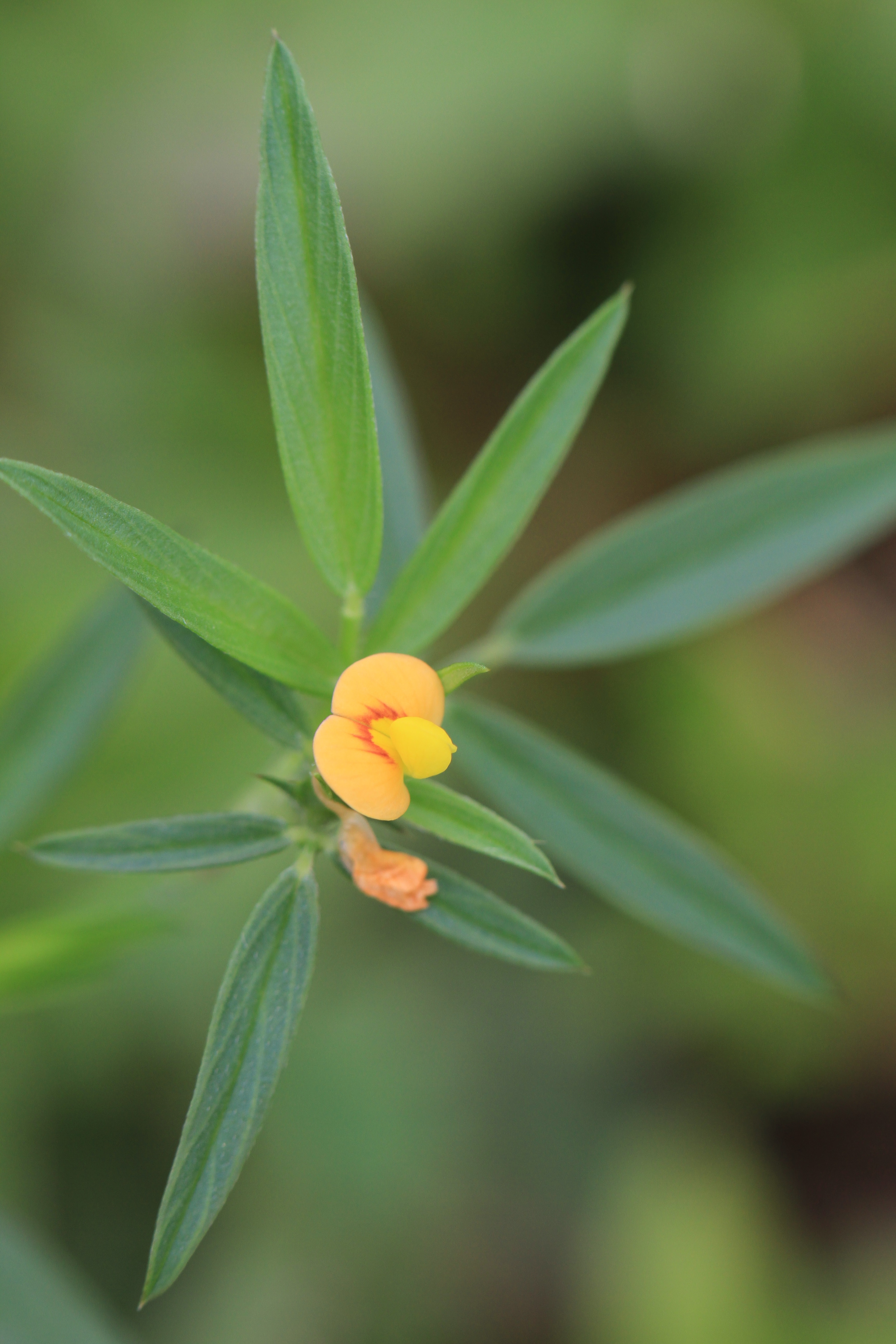 Stylosanthes humilis_Vicky Lim Yen Ngoh