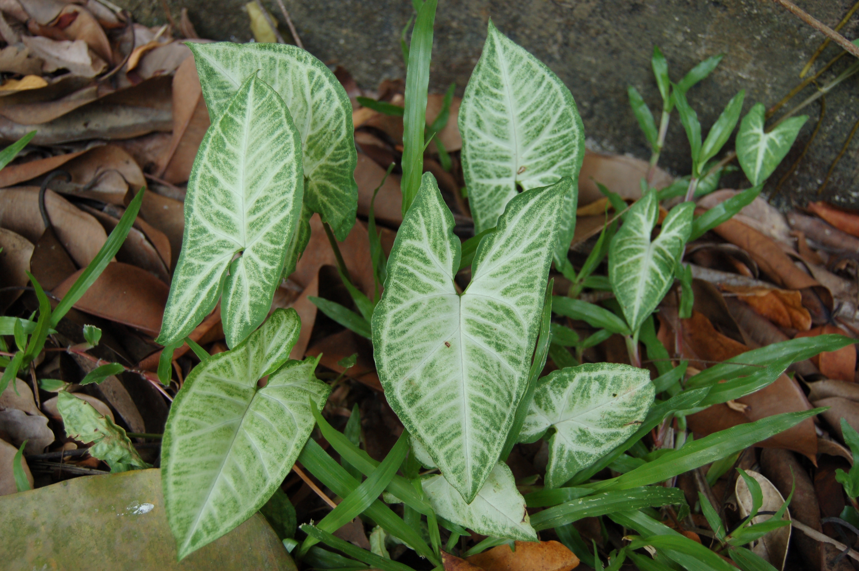 Syngonium White Butterfly