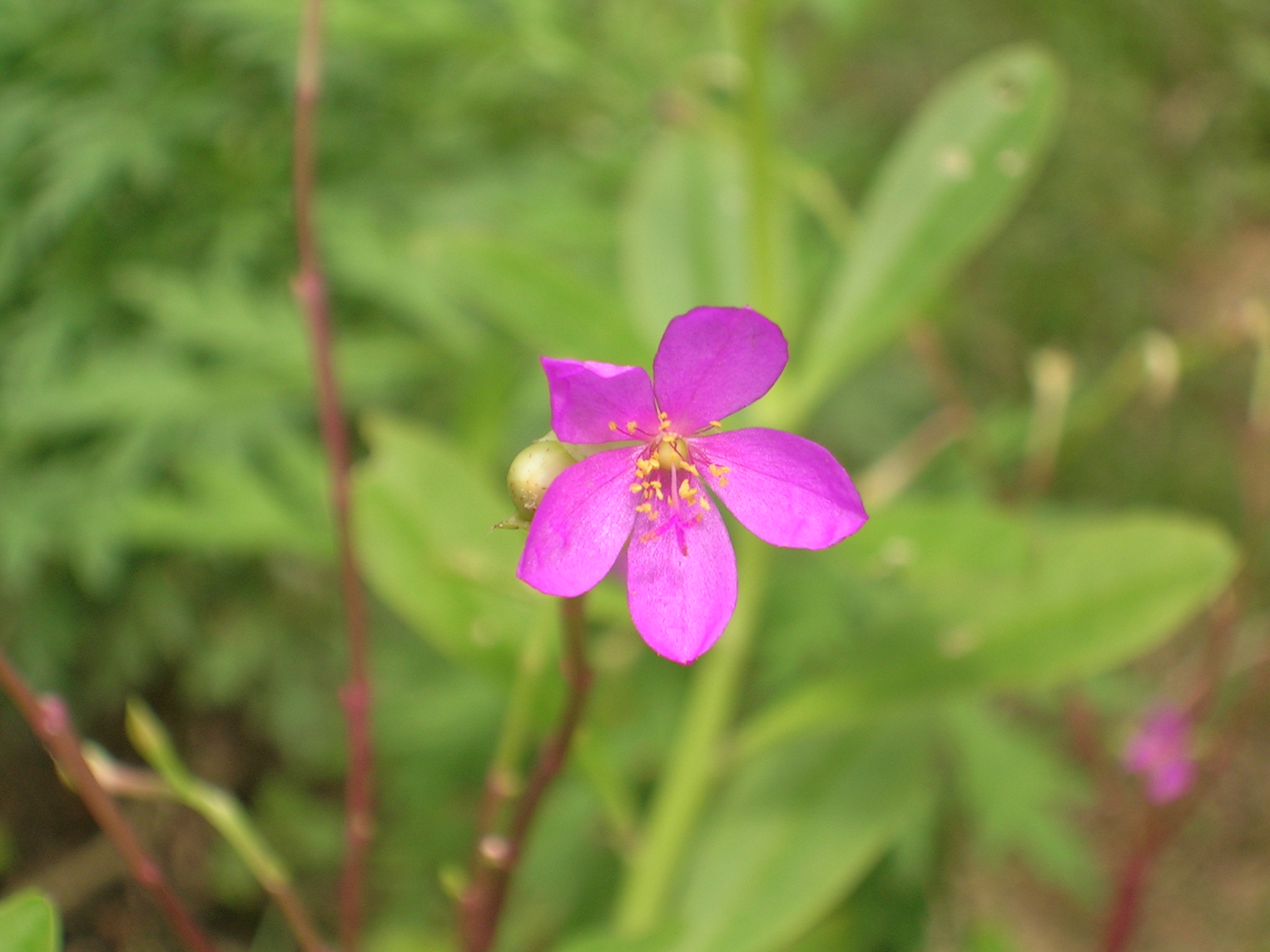 Talinum paniculatum