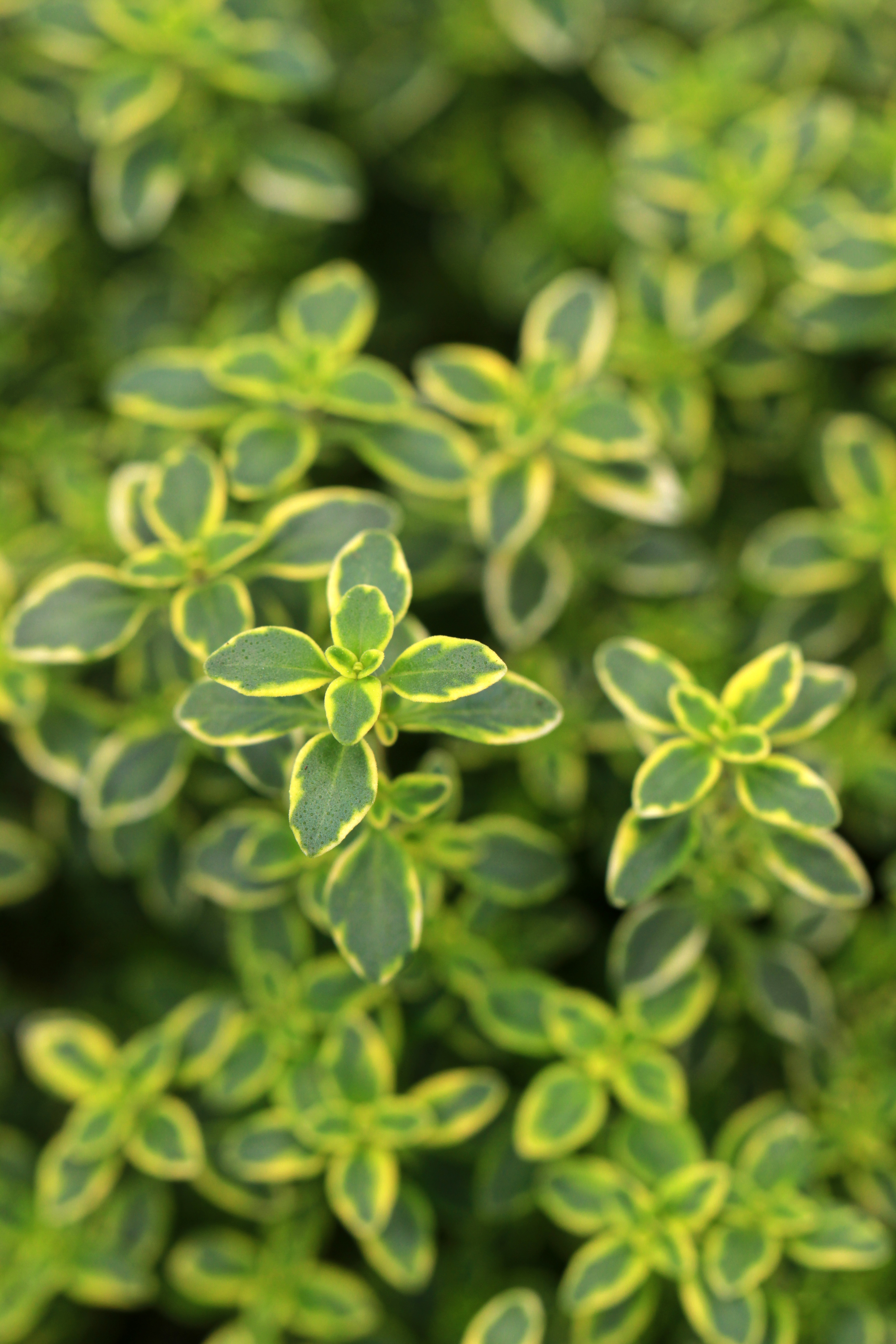 Thymus x citriodorus Variegata_Vicky Lim Yen Ngoh (2)