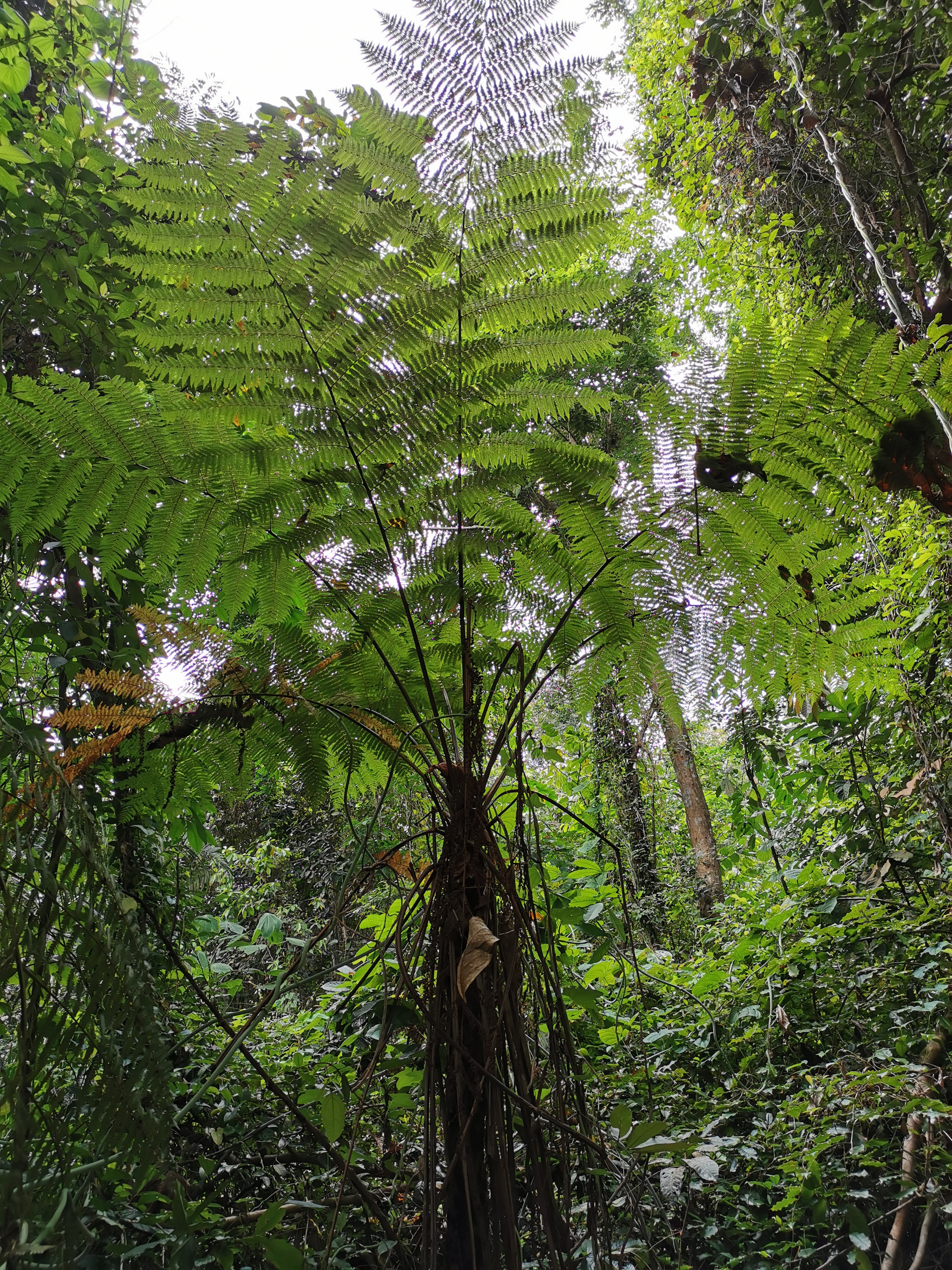 Tree Fern (Alsophila latebrosa)_Jeanne Tan