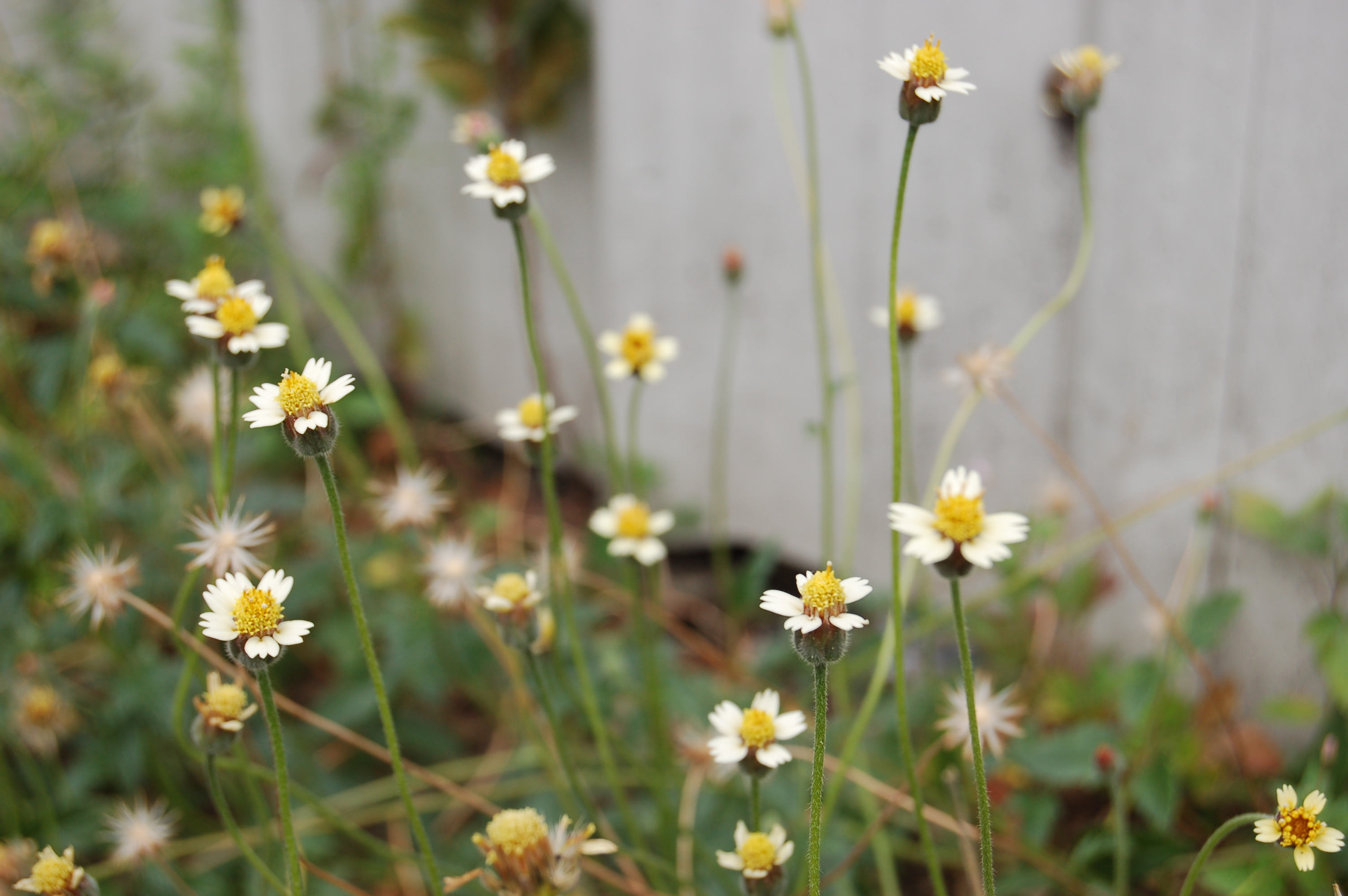 Tridax procumbens (4)